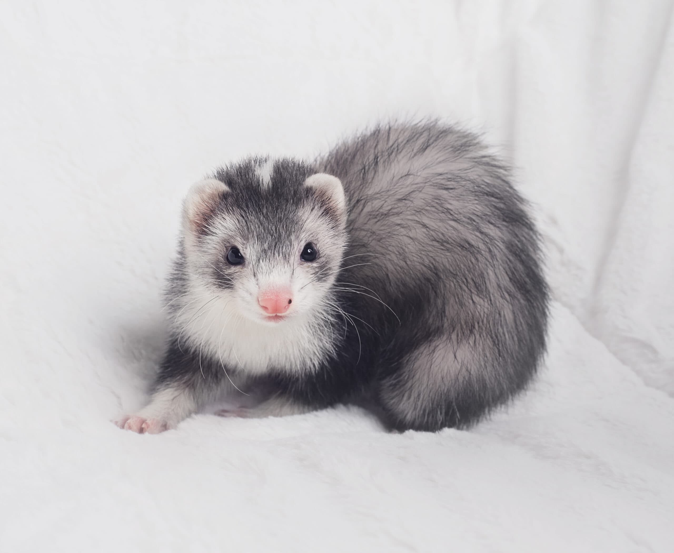 9 Ferret Varieties from Common to Rare - Rarest.org