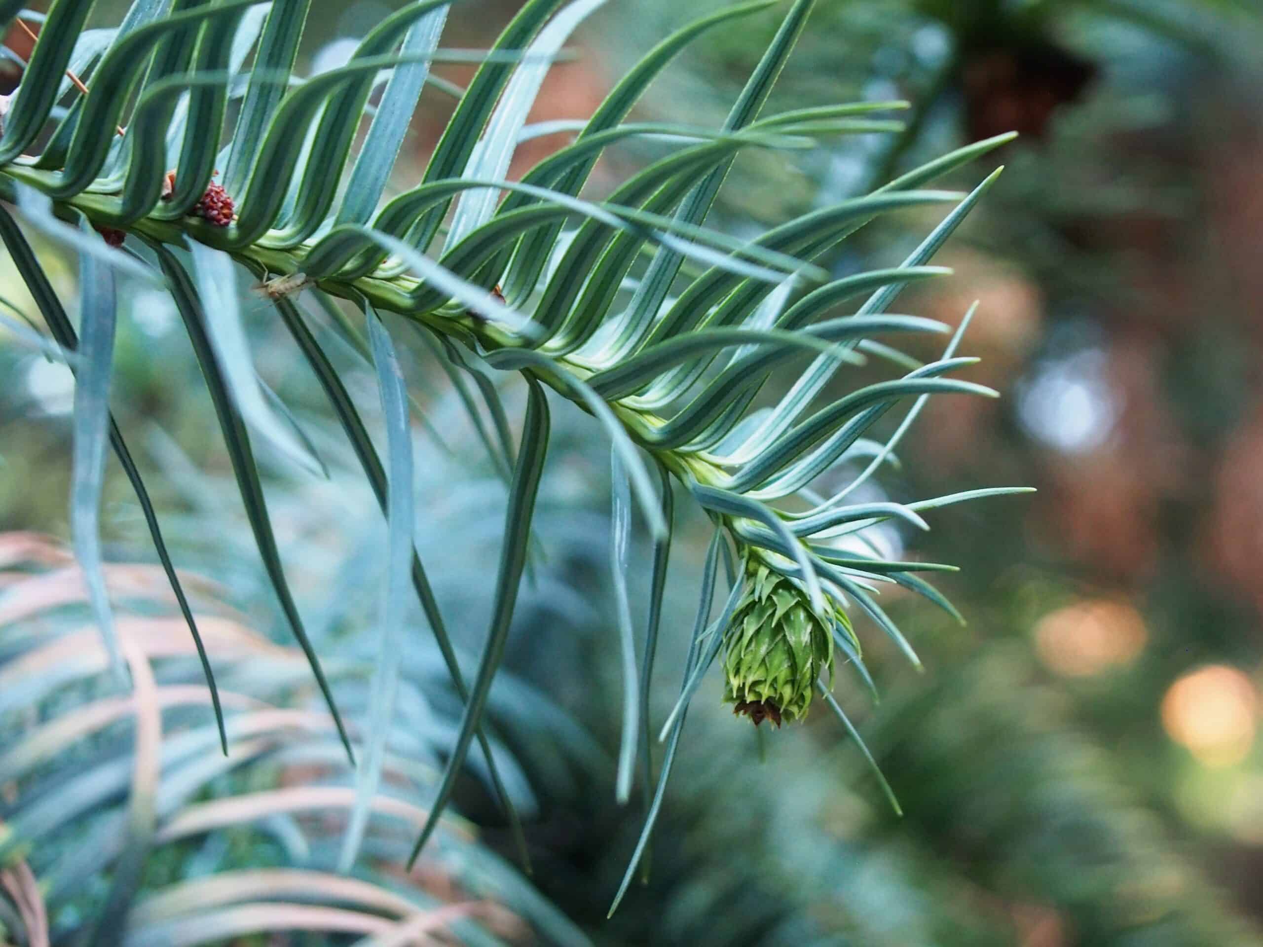 Blue China Fir (Cunninghamia lanceolata 'Glauca')