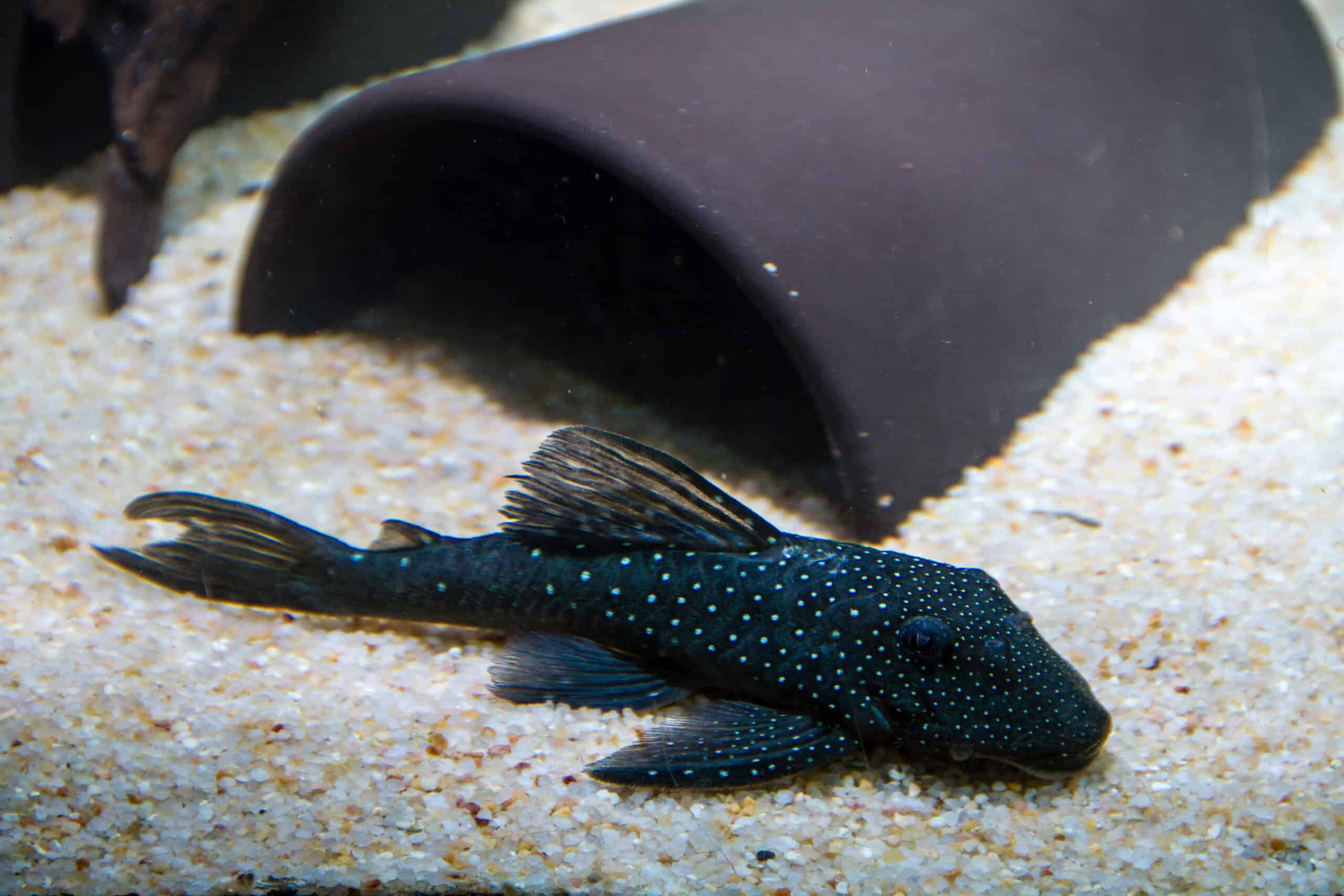 Blue Phantom Pleco