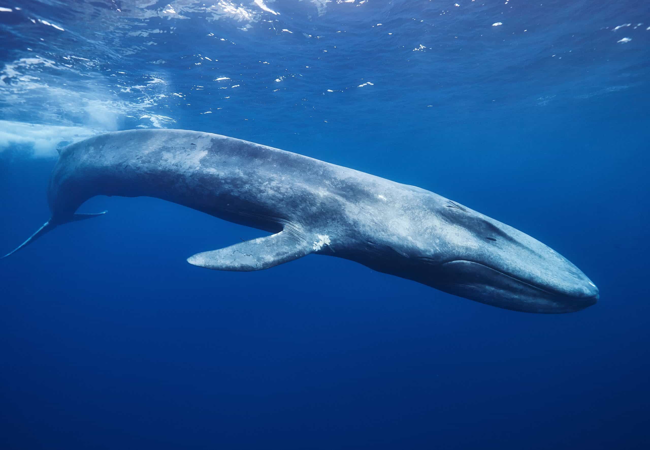 Blue Whale