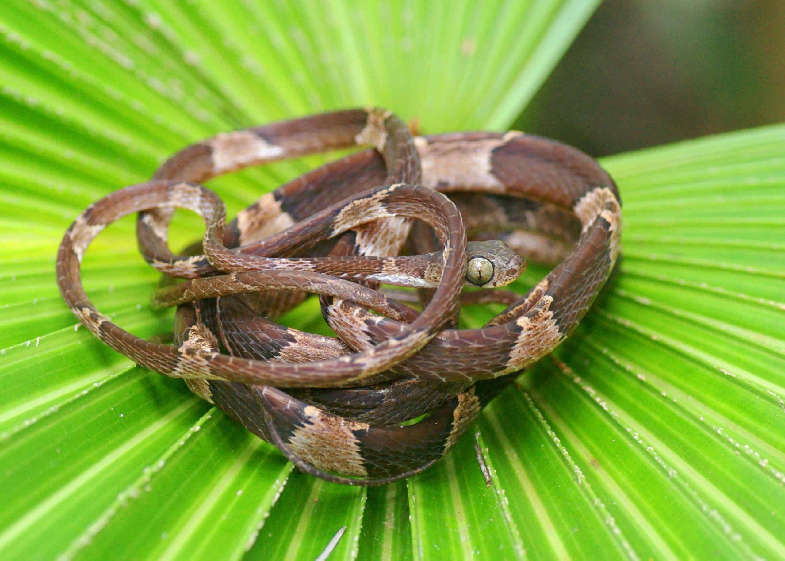 Blunt-headed Tree Snake