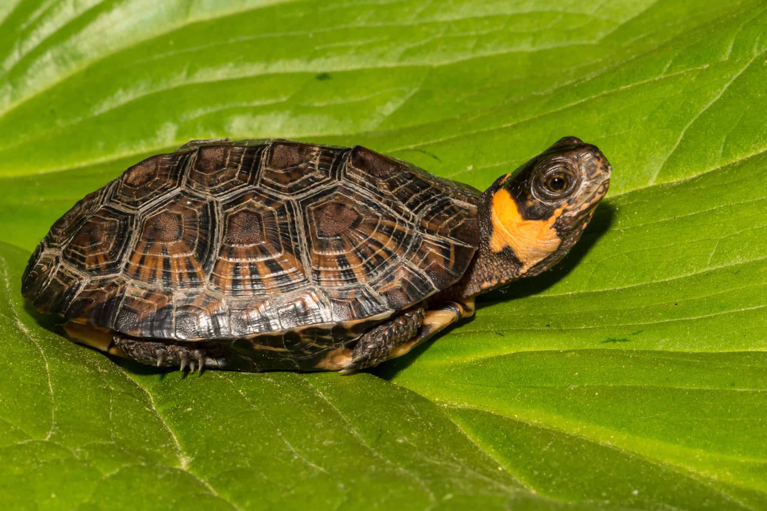 Bog Turtle (Glyptemys muhlenbergii)