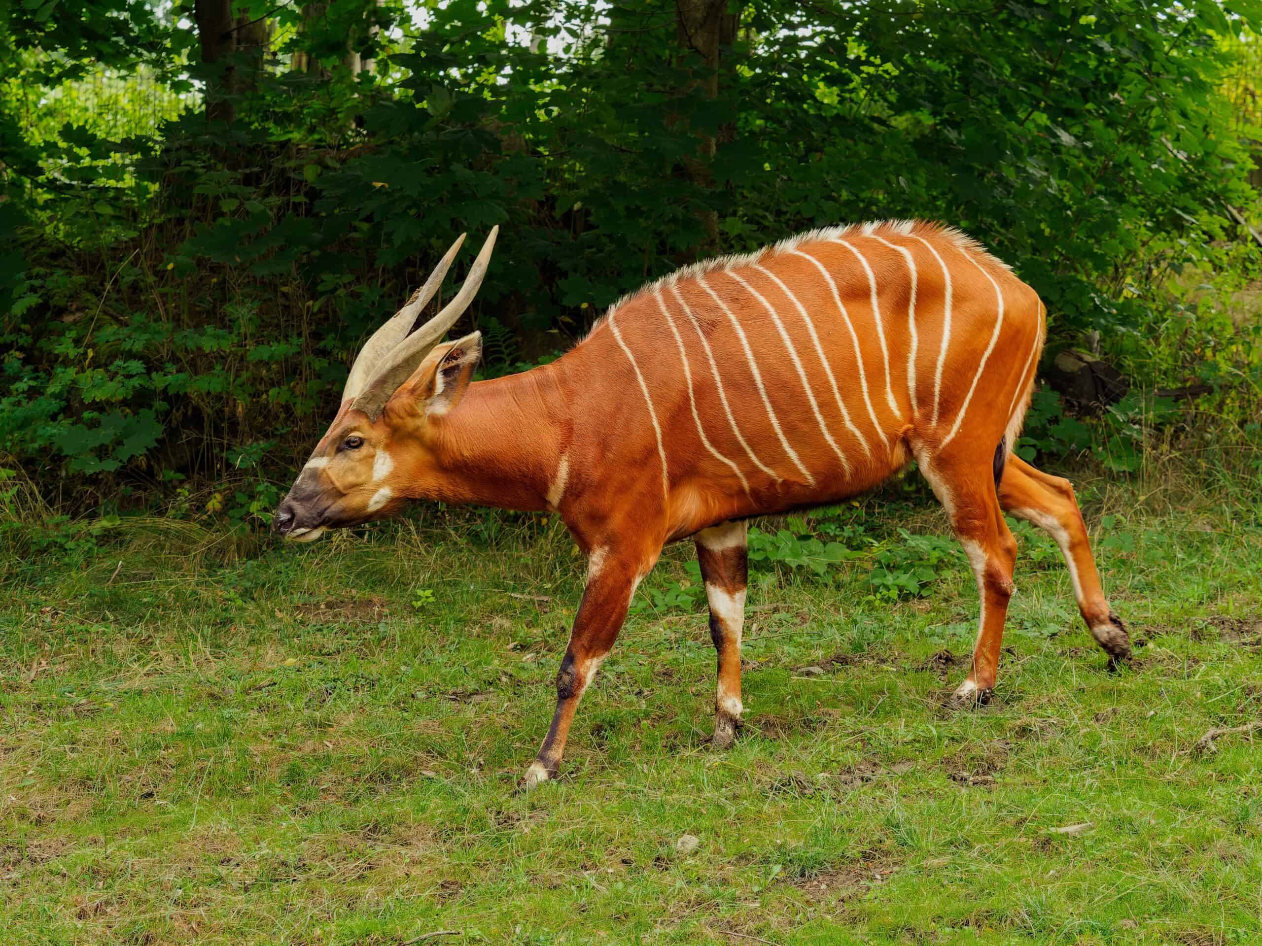 Bongo Antelope