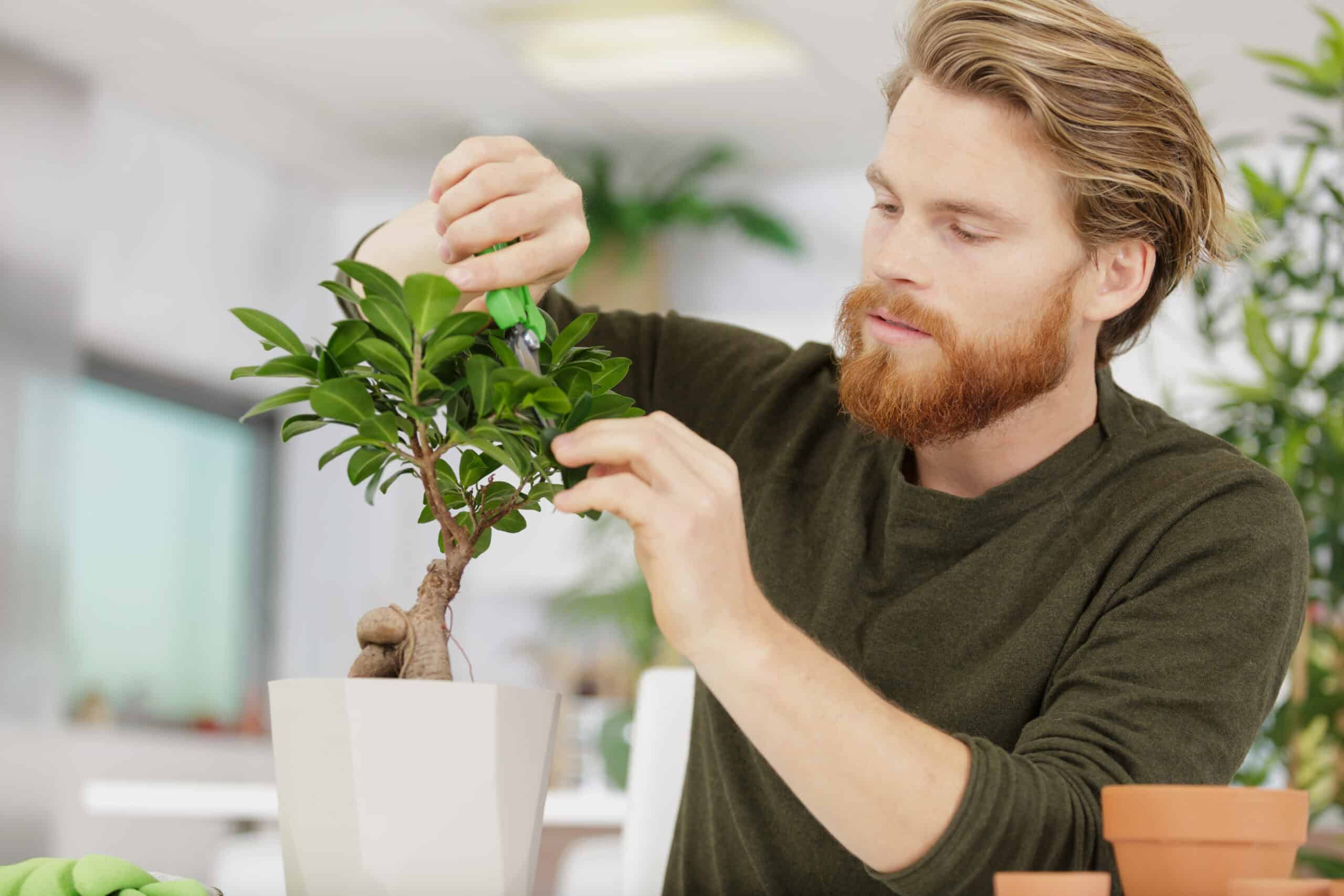 Bonsai Tree Cultivation