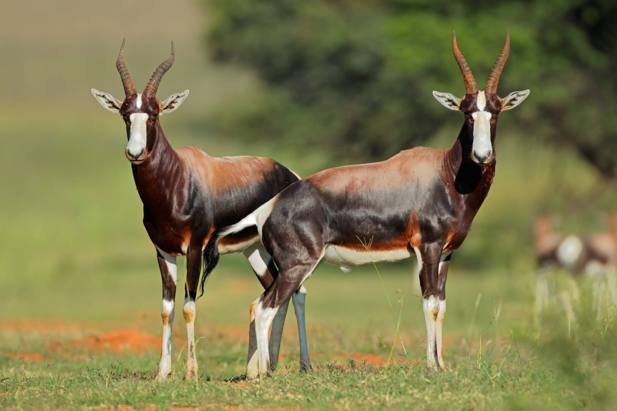 Bontebok