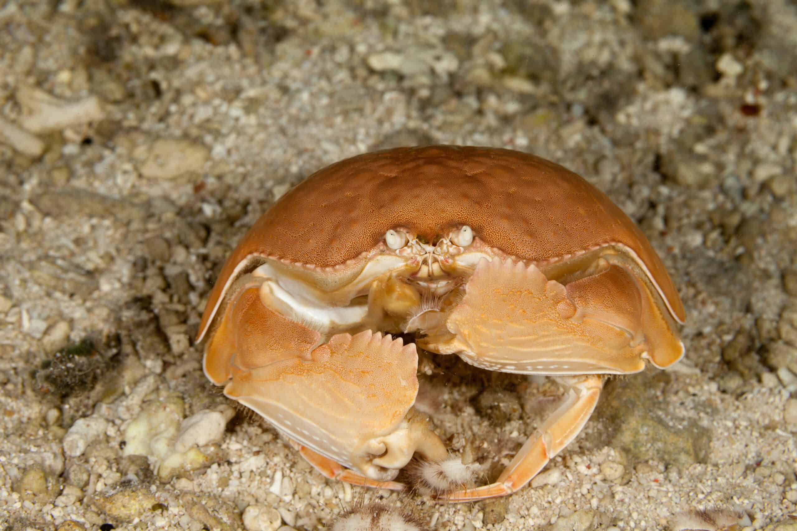 Box Crab