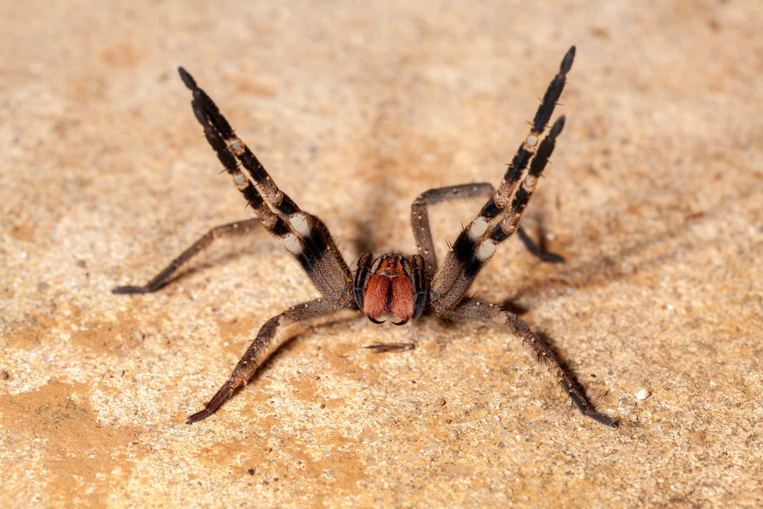 Brazilian Wandering Spider (Phoneutria fera)