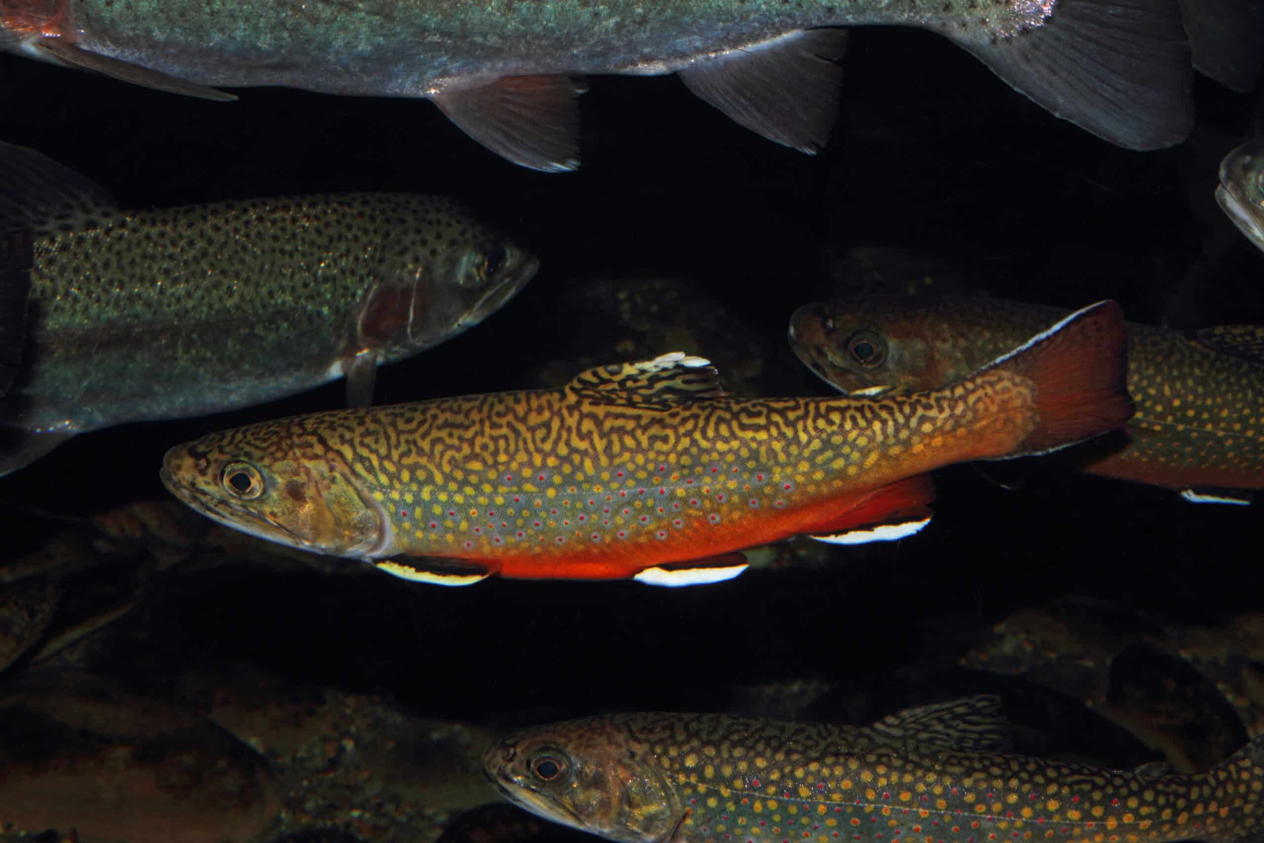 Brook Trout