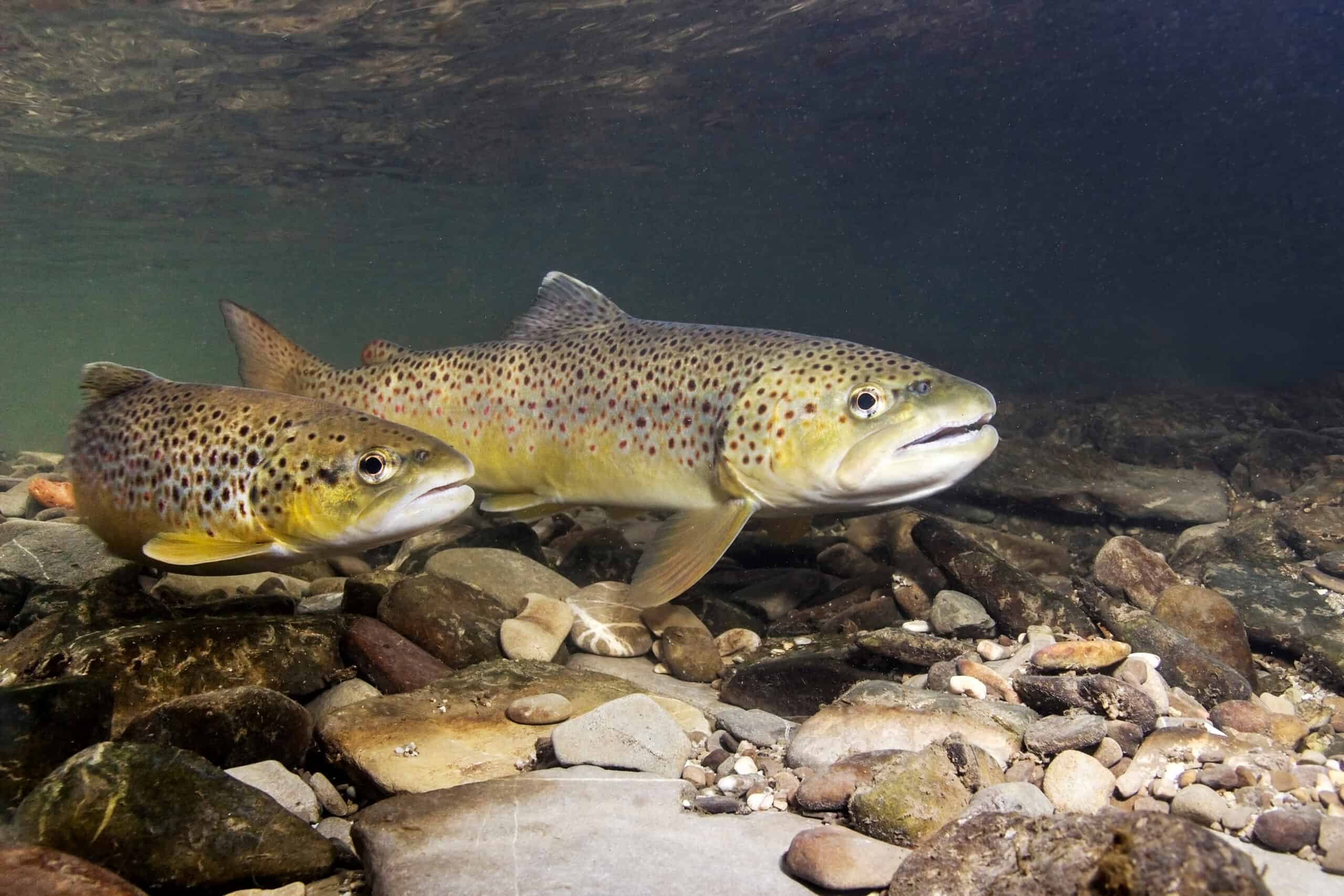 Brown Trout