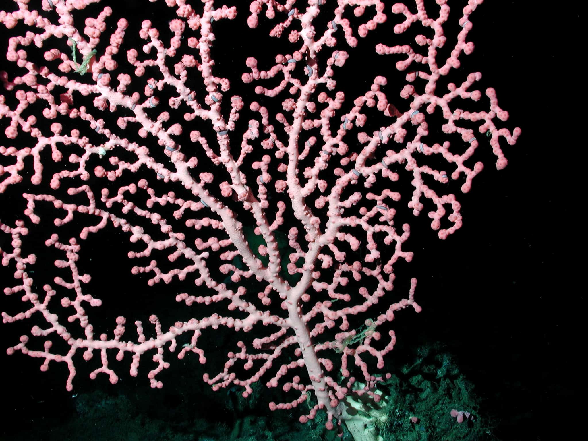 Bubblegum Coral