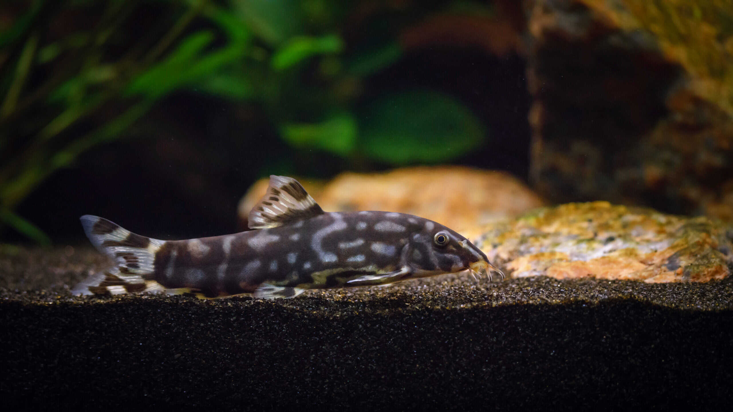 Burmese Border Loach