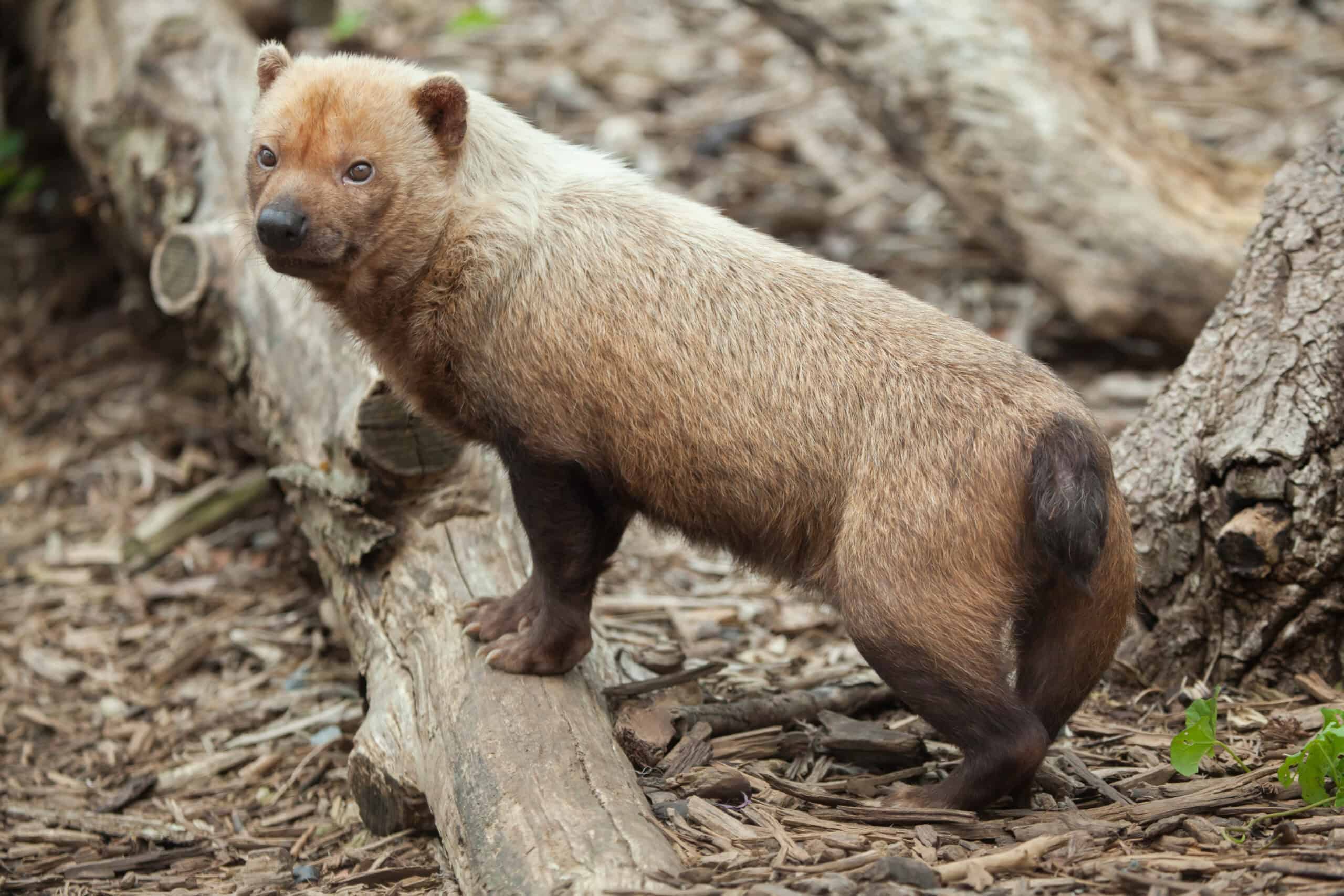 Bush Dog (Speothos venaticus)