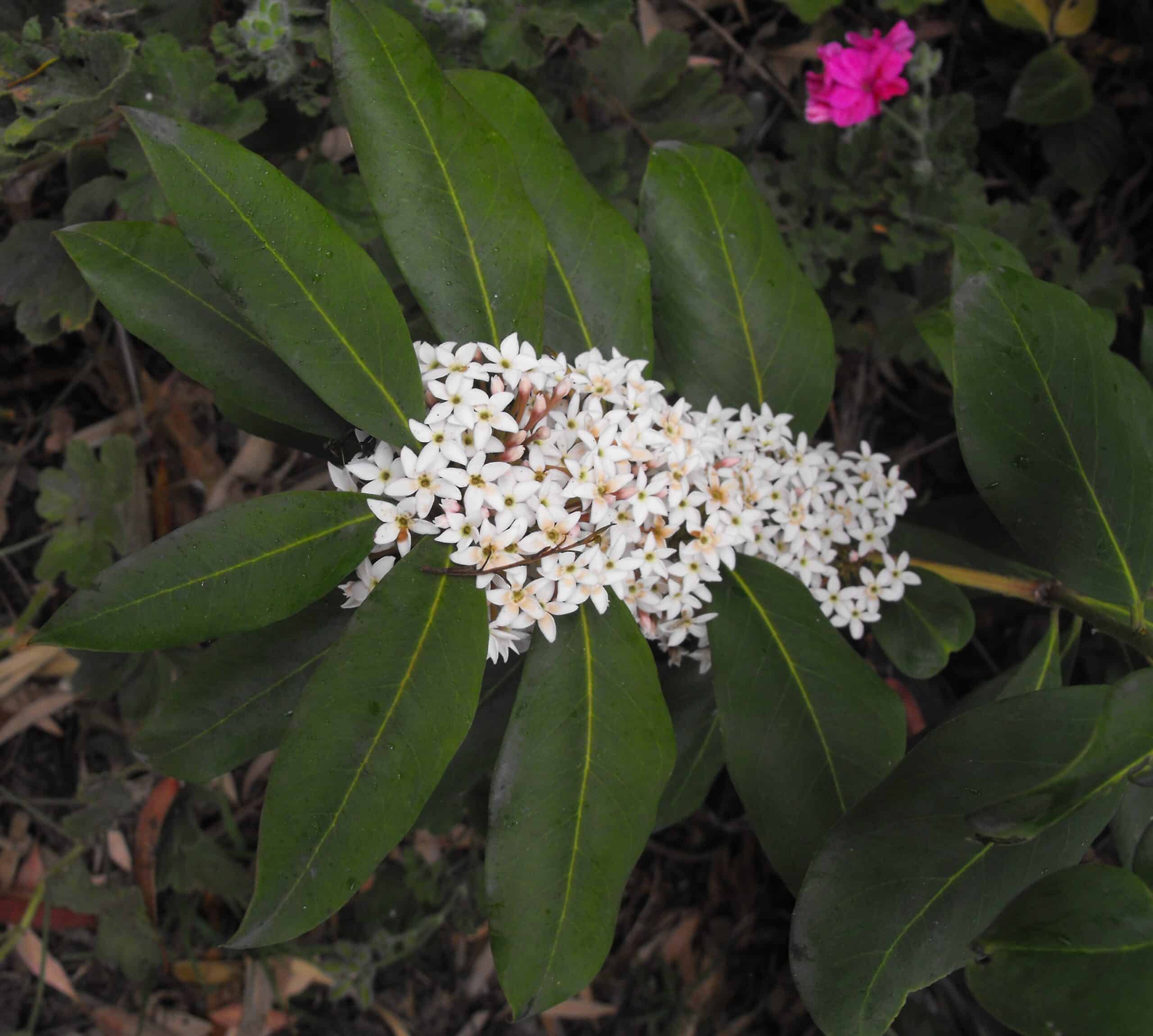 Bushman's Poison (Acokanthera oblongifolia)