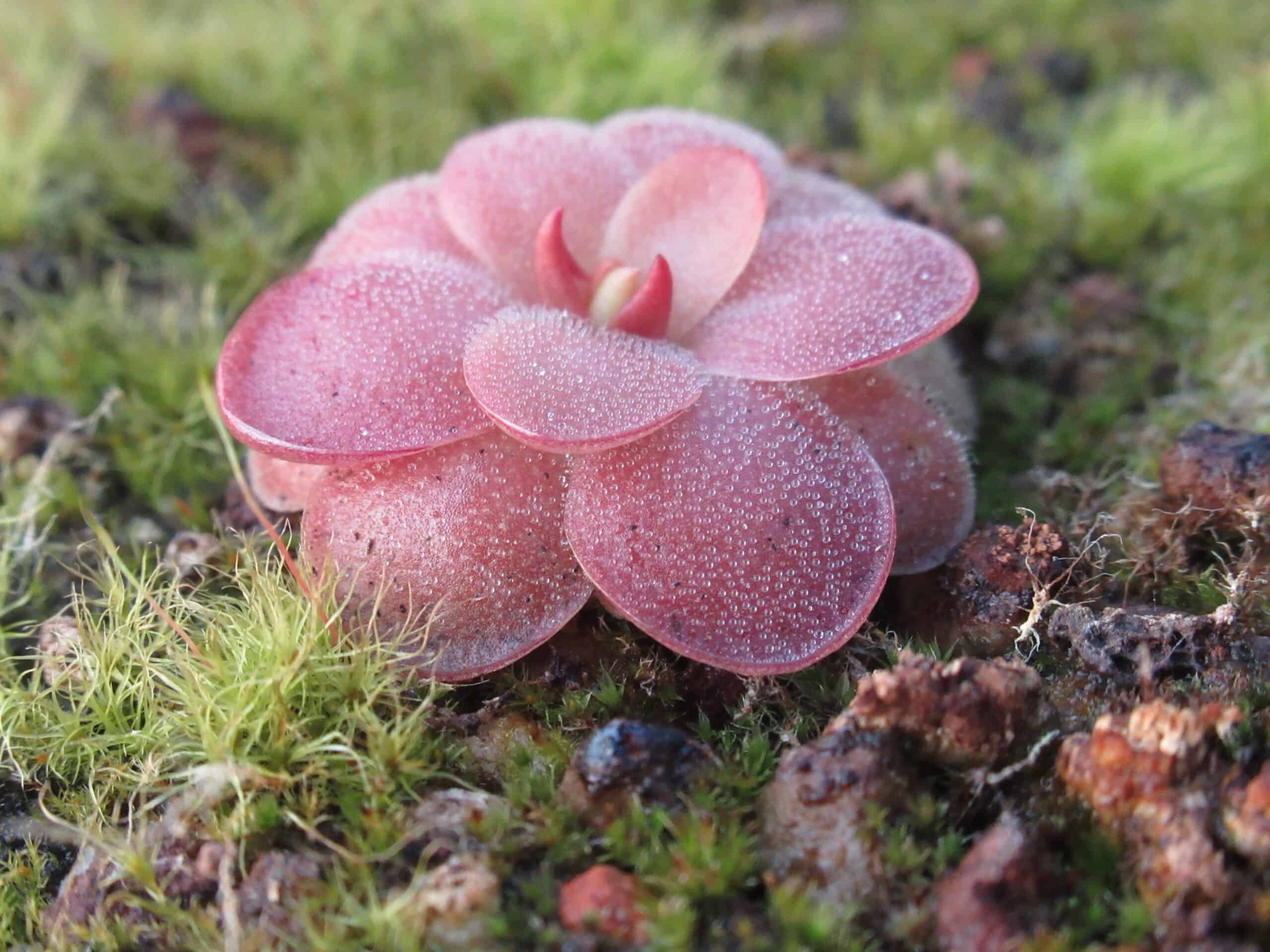 Butterwort (Pinguicula)