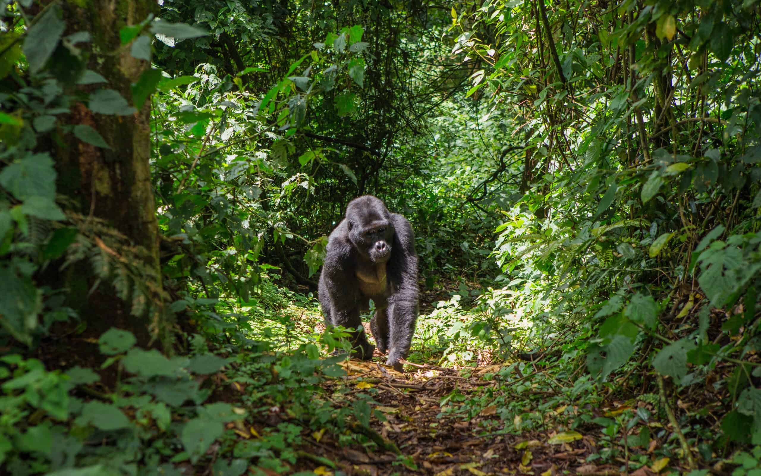 Bwindi Impenetrable Forest, Uganda