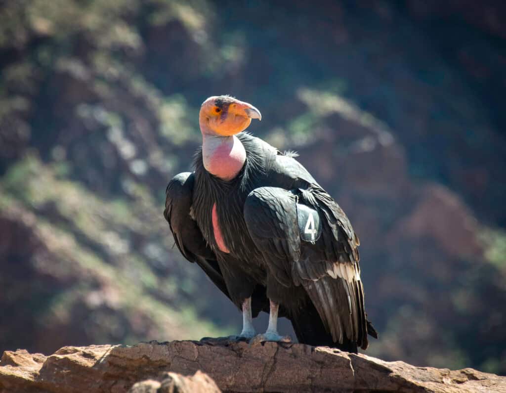 California Condor