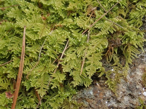 Callicladium imponens (Brocade Moss)