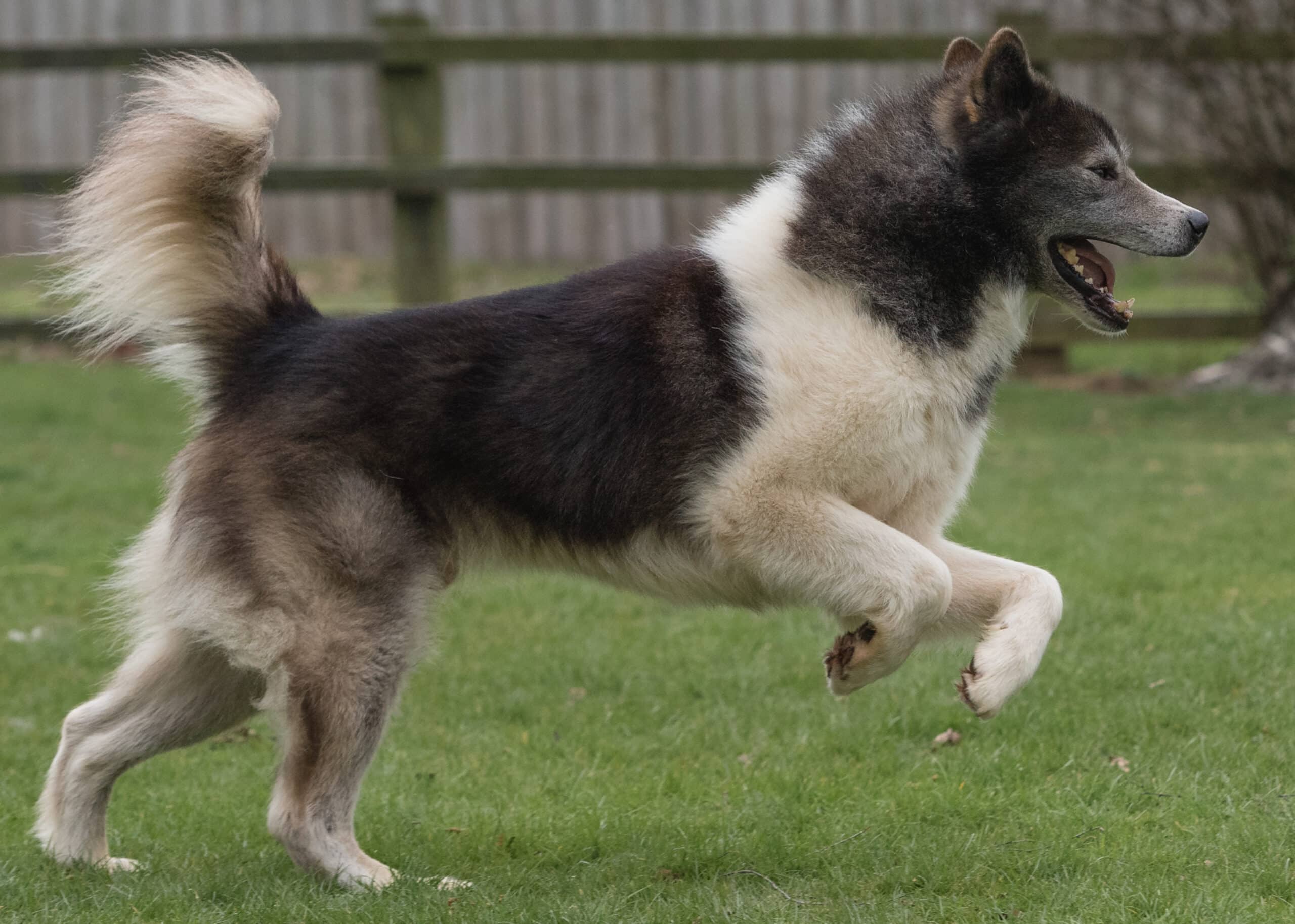 Canadian Eskimo Dog