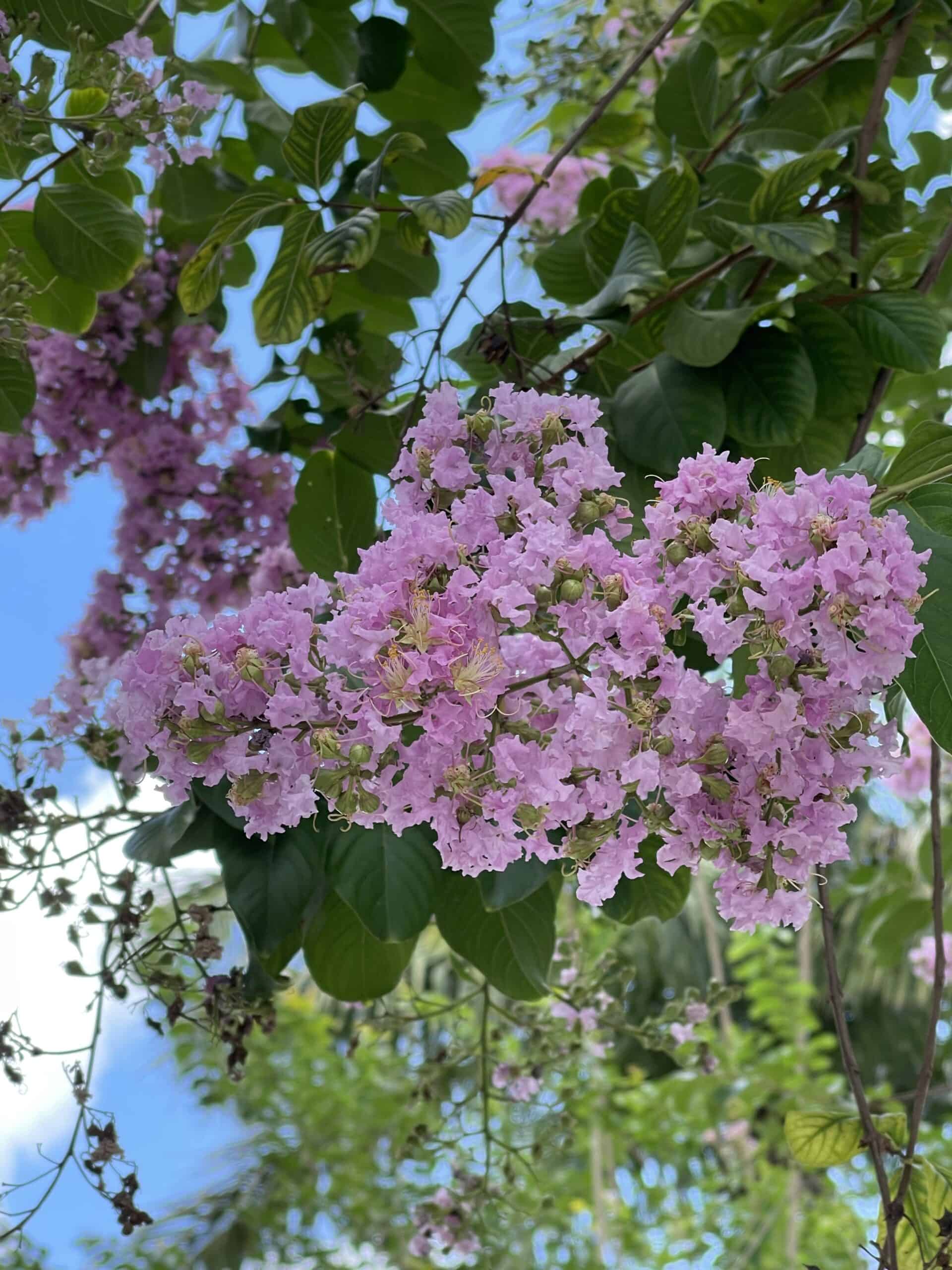 Cape Myrtle (Lagerstroemia capensis)