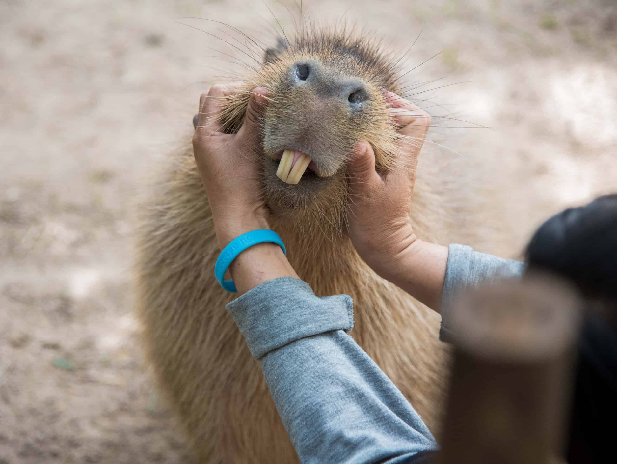 Capybara