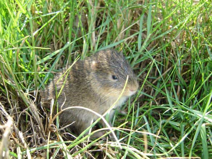 Santa Catarina's Guinea Pig