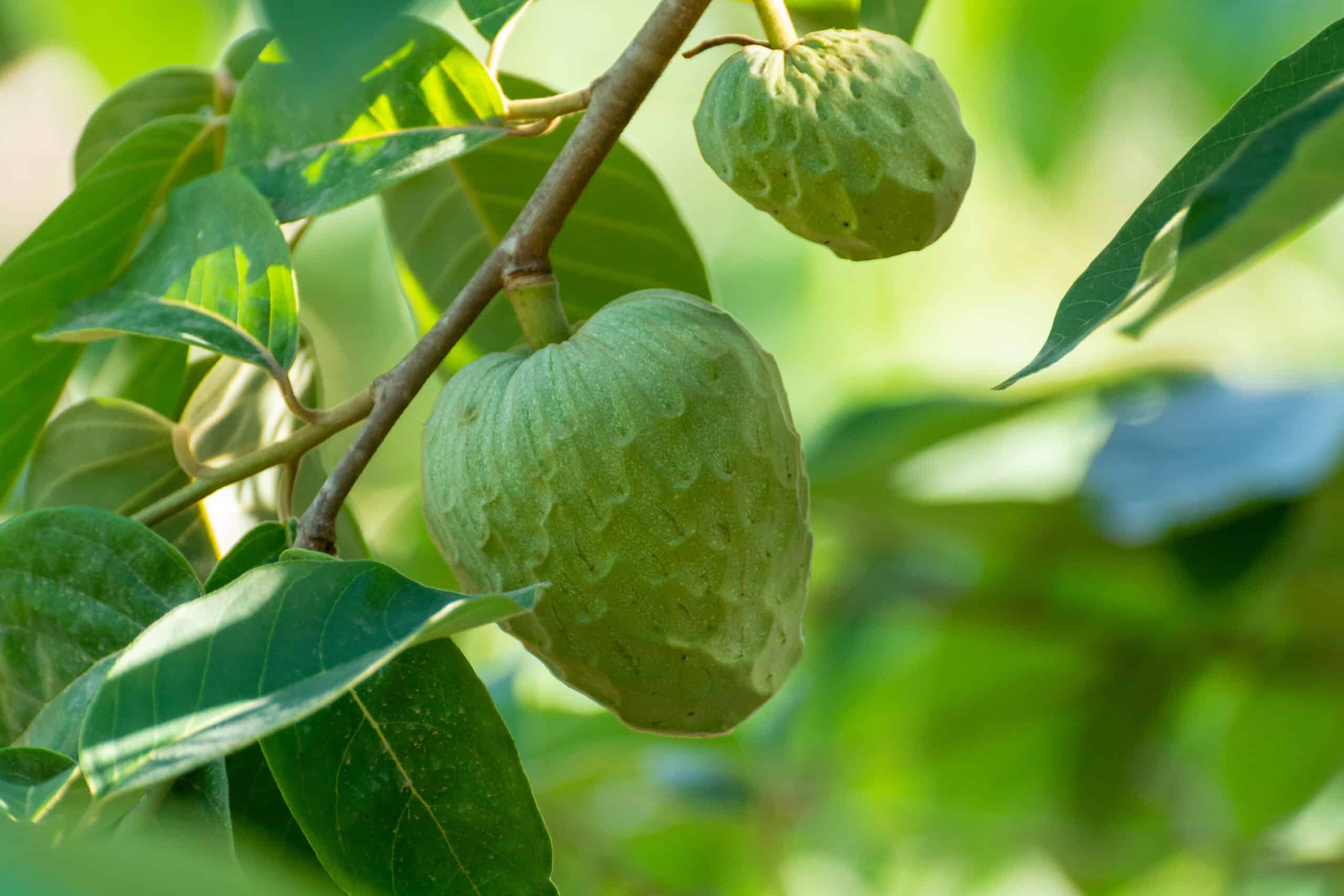 Cherimoya Tree