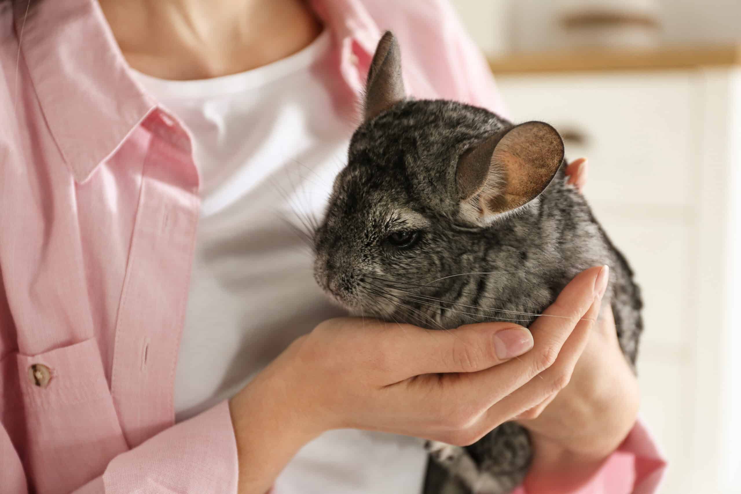 Chinchilla