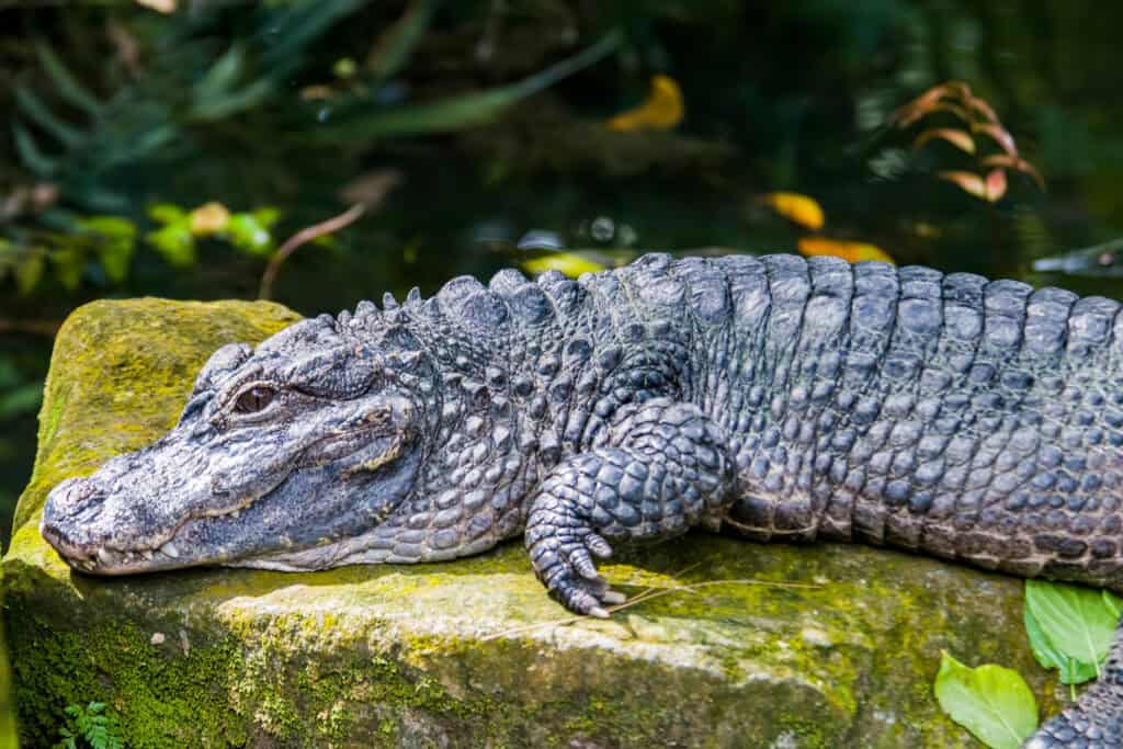 Chinese Alligator