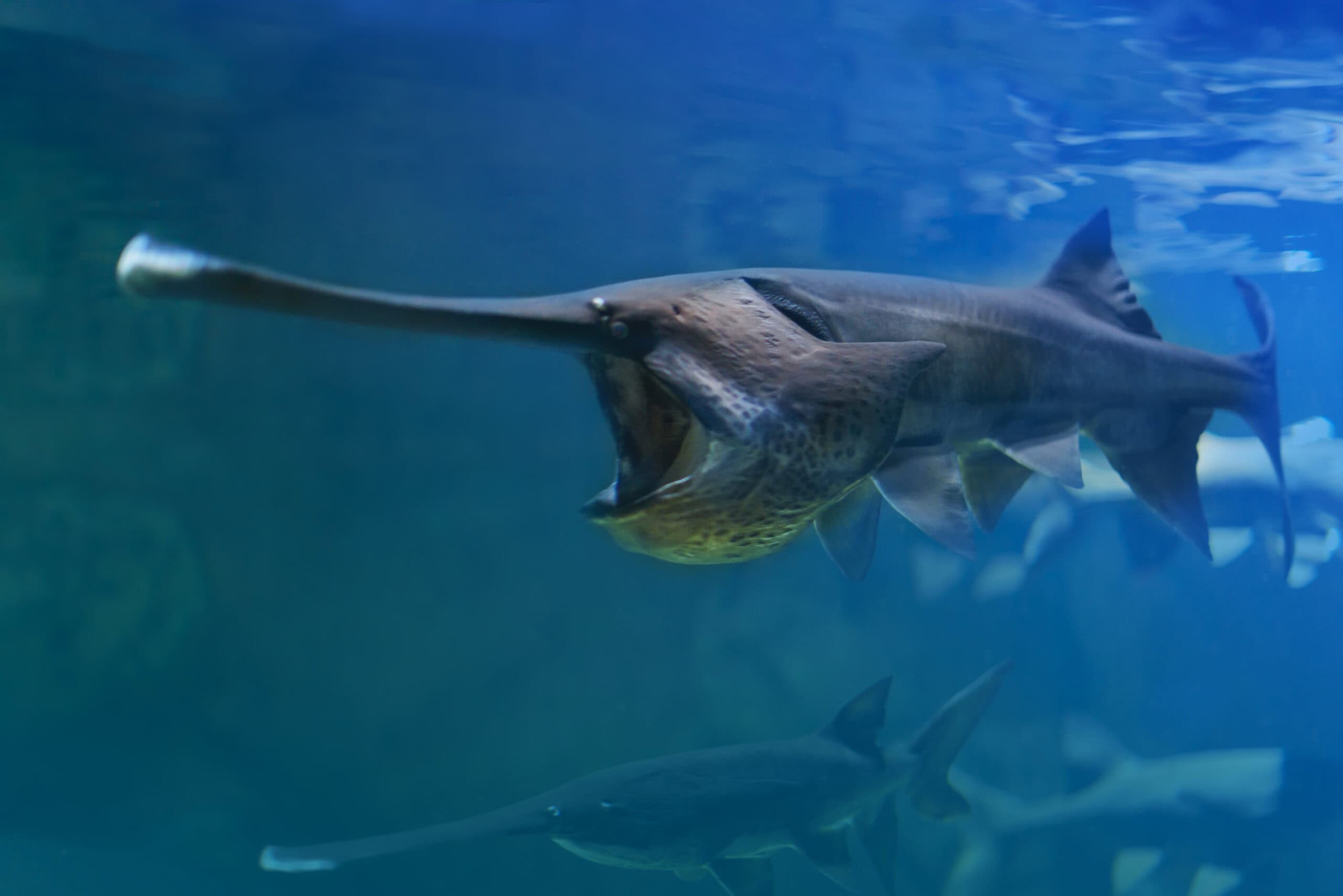 Chinese Paddlefish