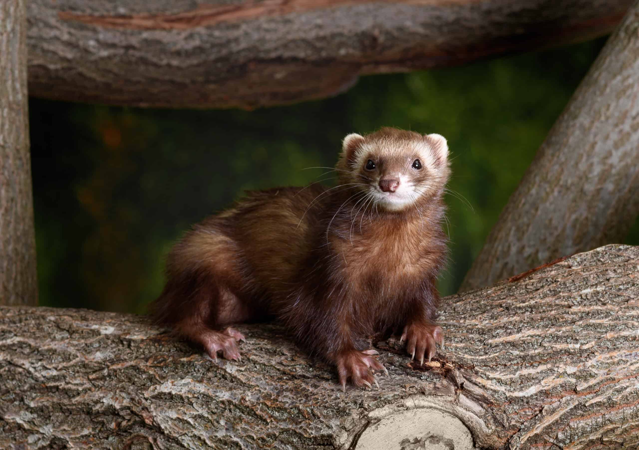 Chocolate Ferret