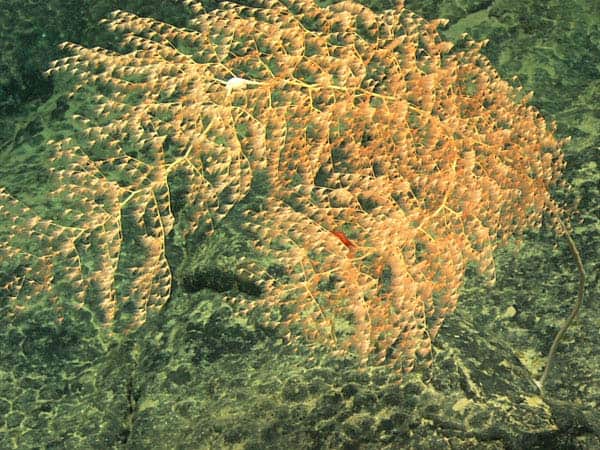 Chrysogorgia Coral