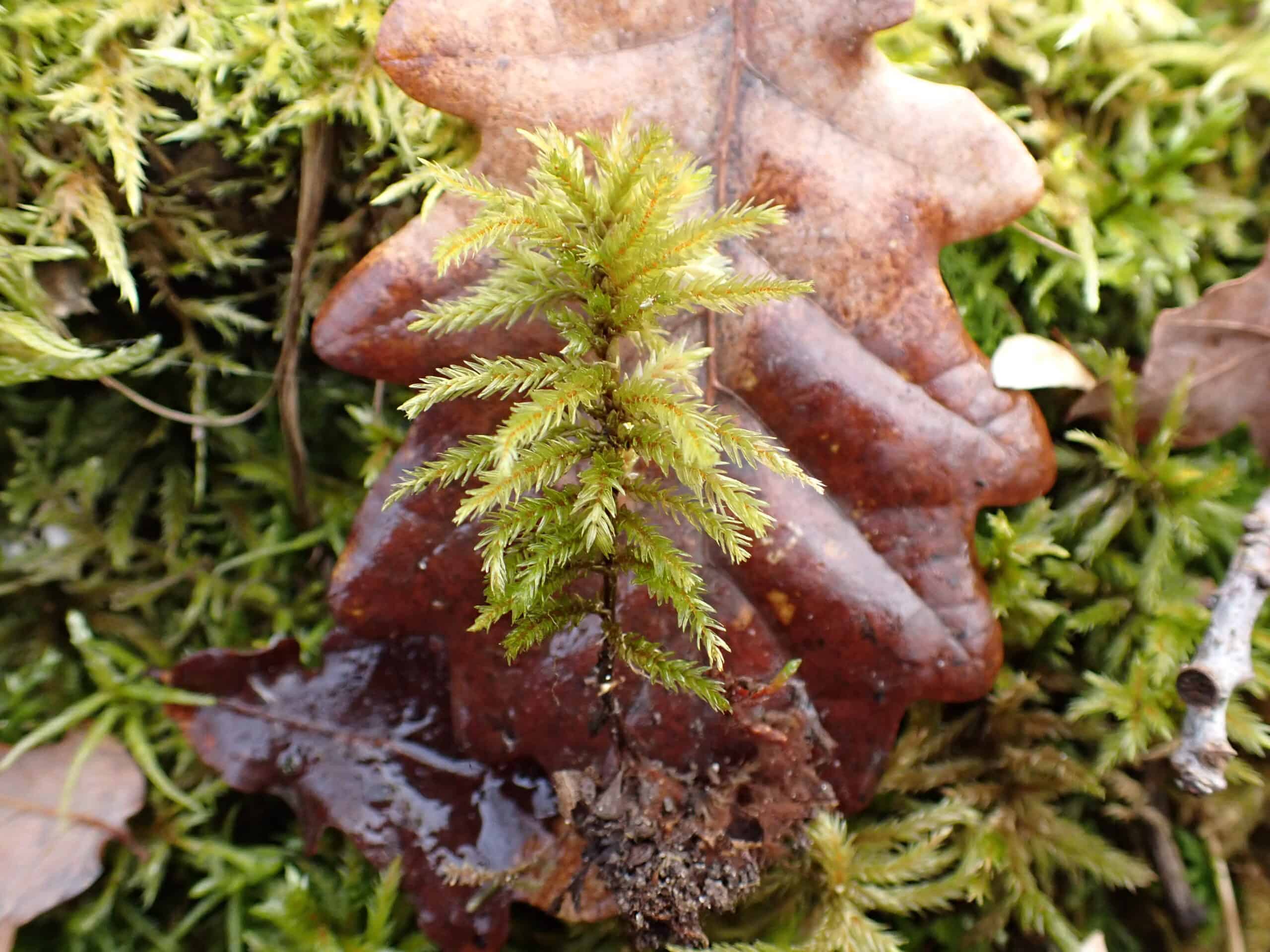 Climacium dendroides (Tree Moss)