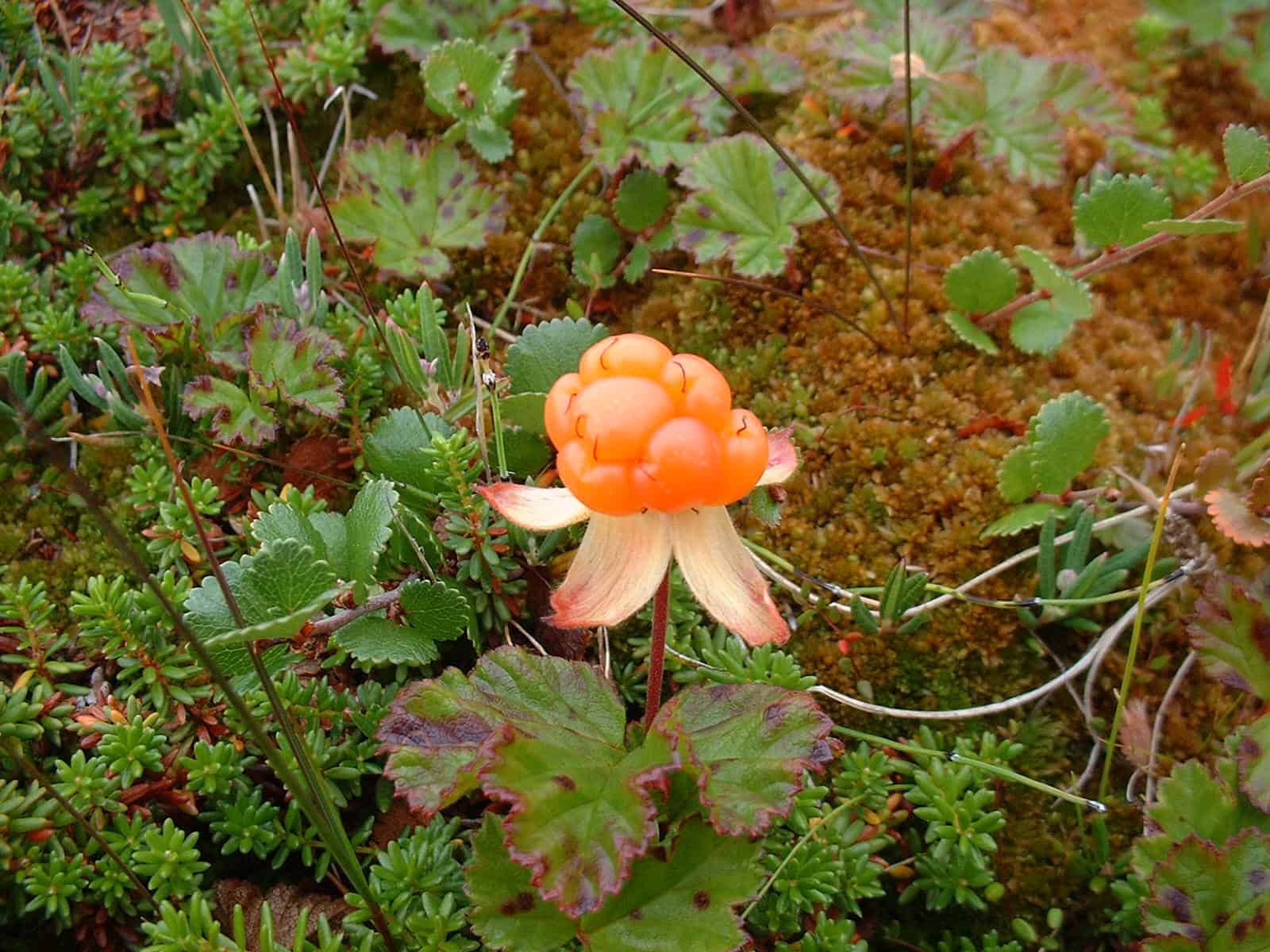 Cloudberry (Rubus chamaemorus)