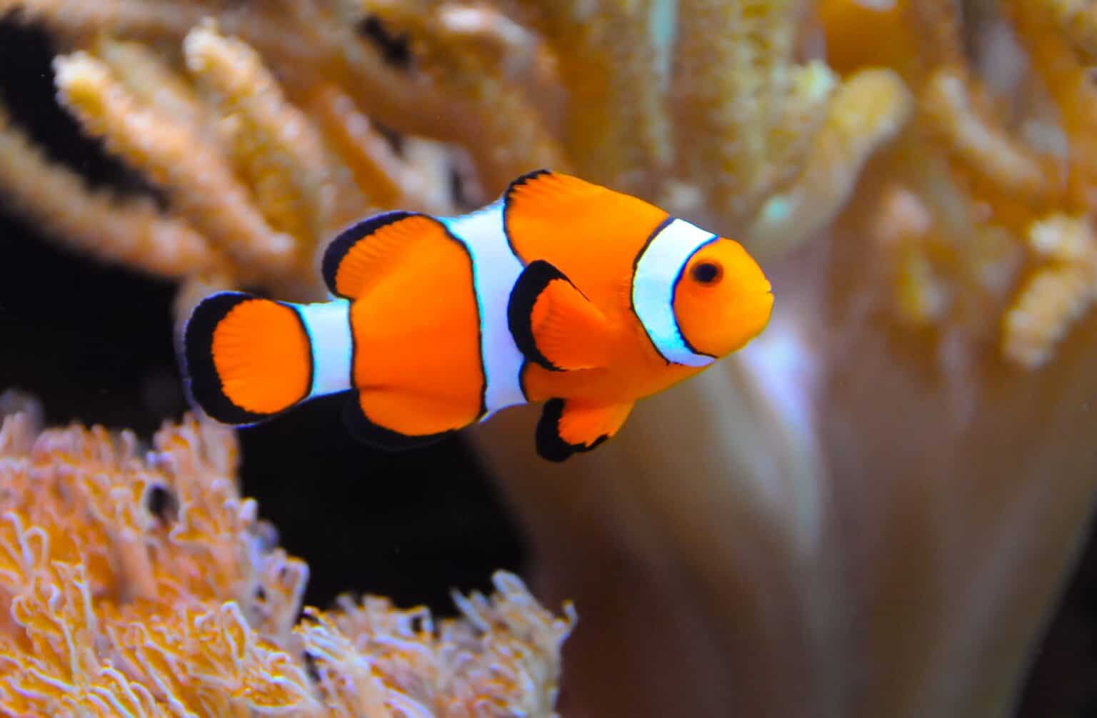 19 Fish Species from Least to Most Colorful - Rarest.org