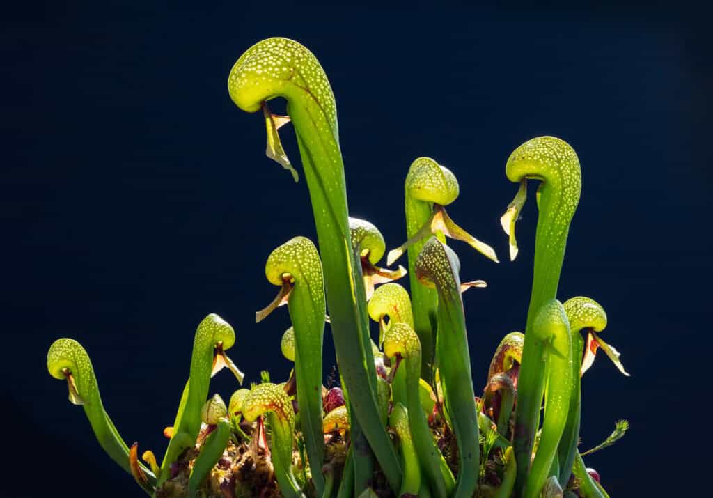 Cobra Lily (Darlingtonia californica)