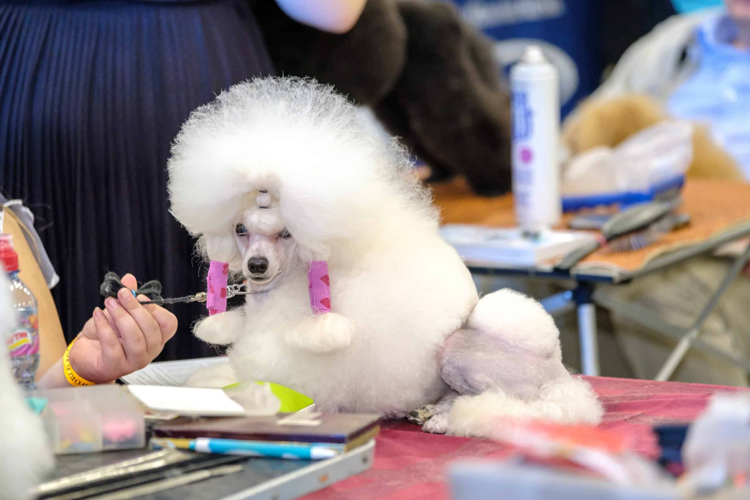 Competitive Dog Grooming