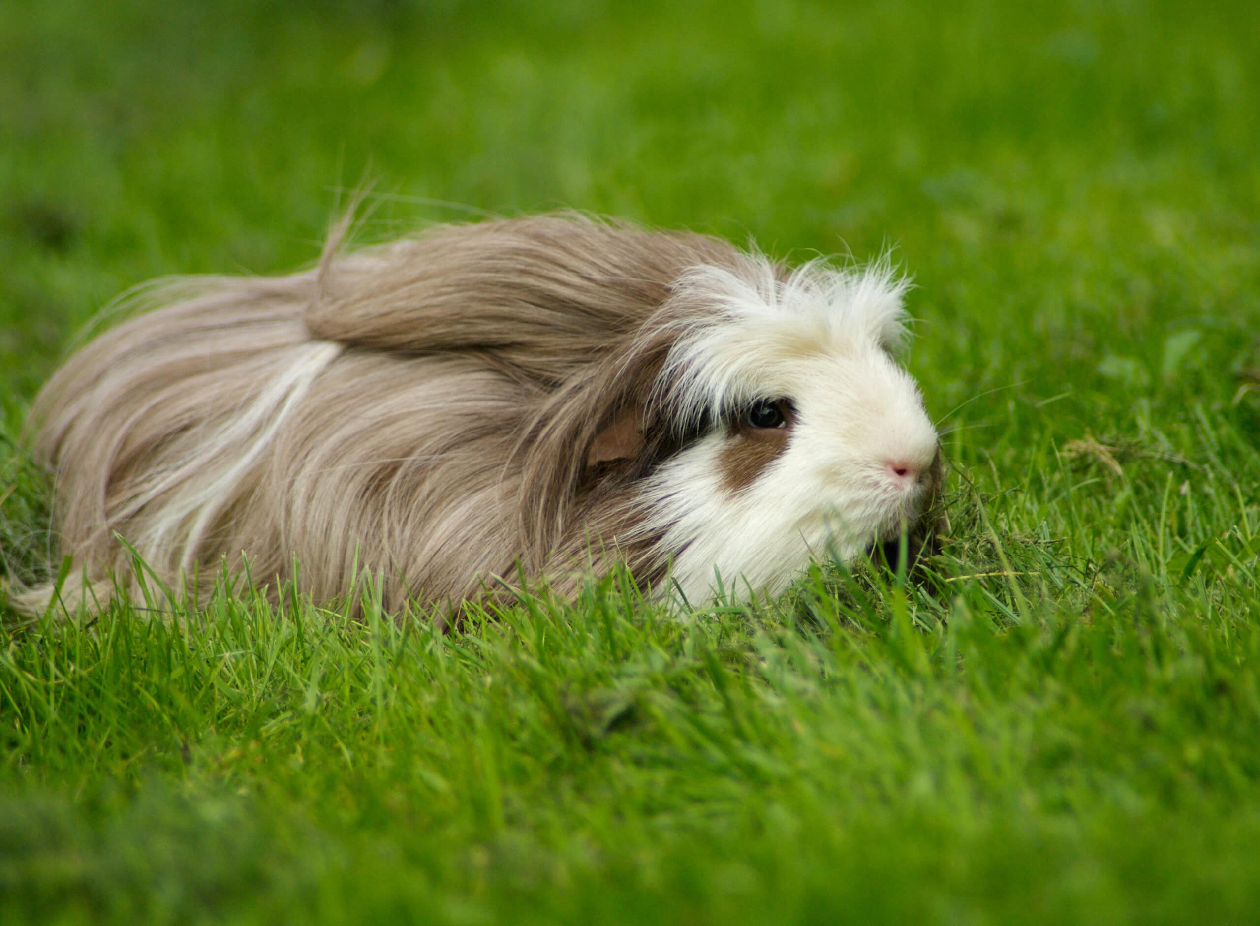 Coronet Guinea Pig