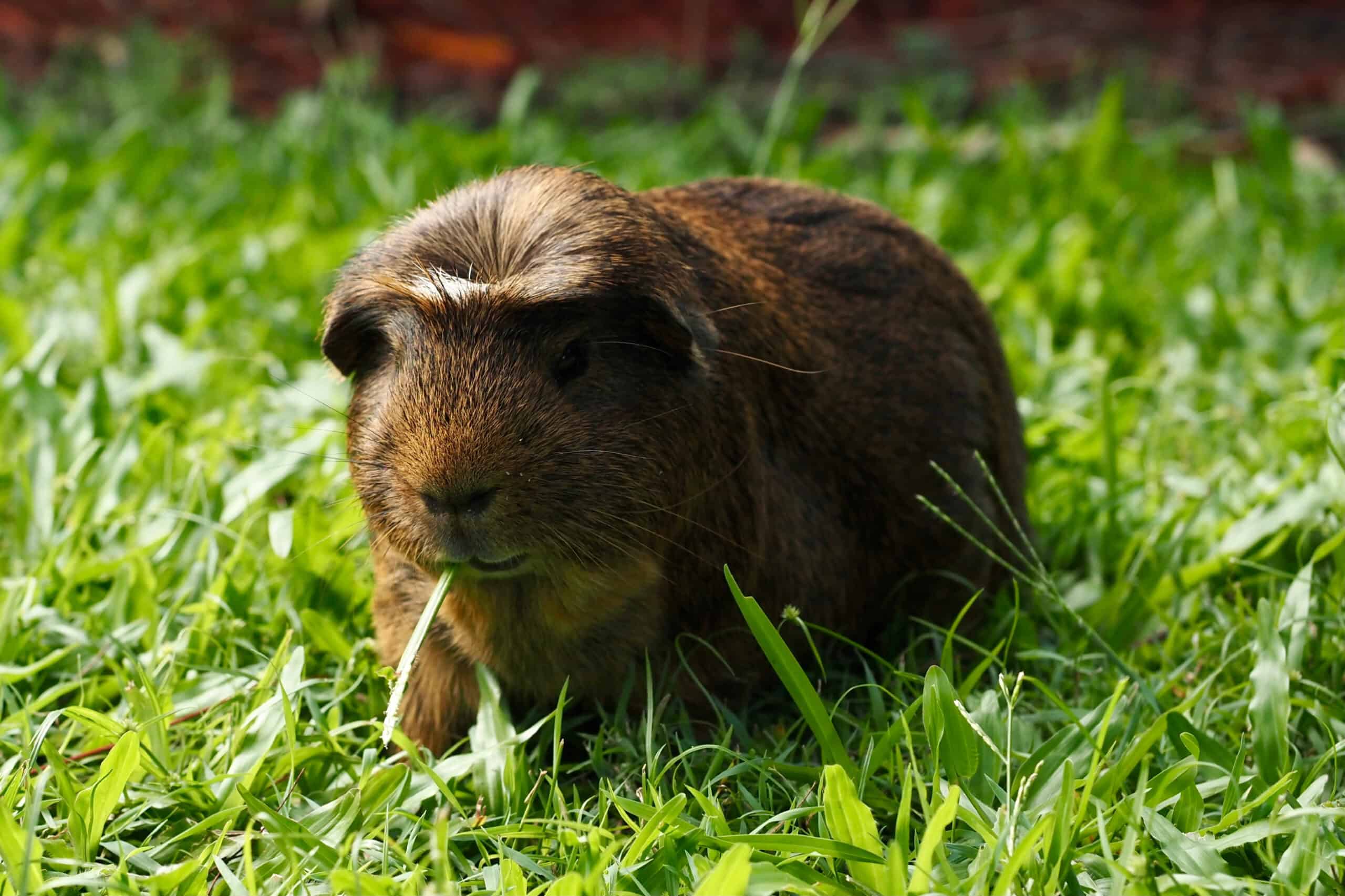 Crested Guinea Pig