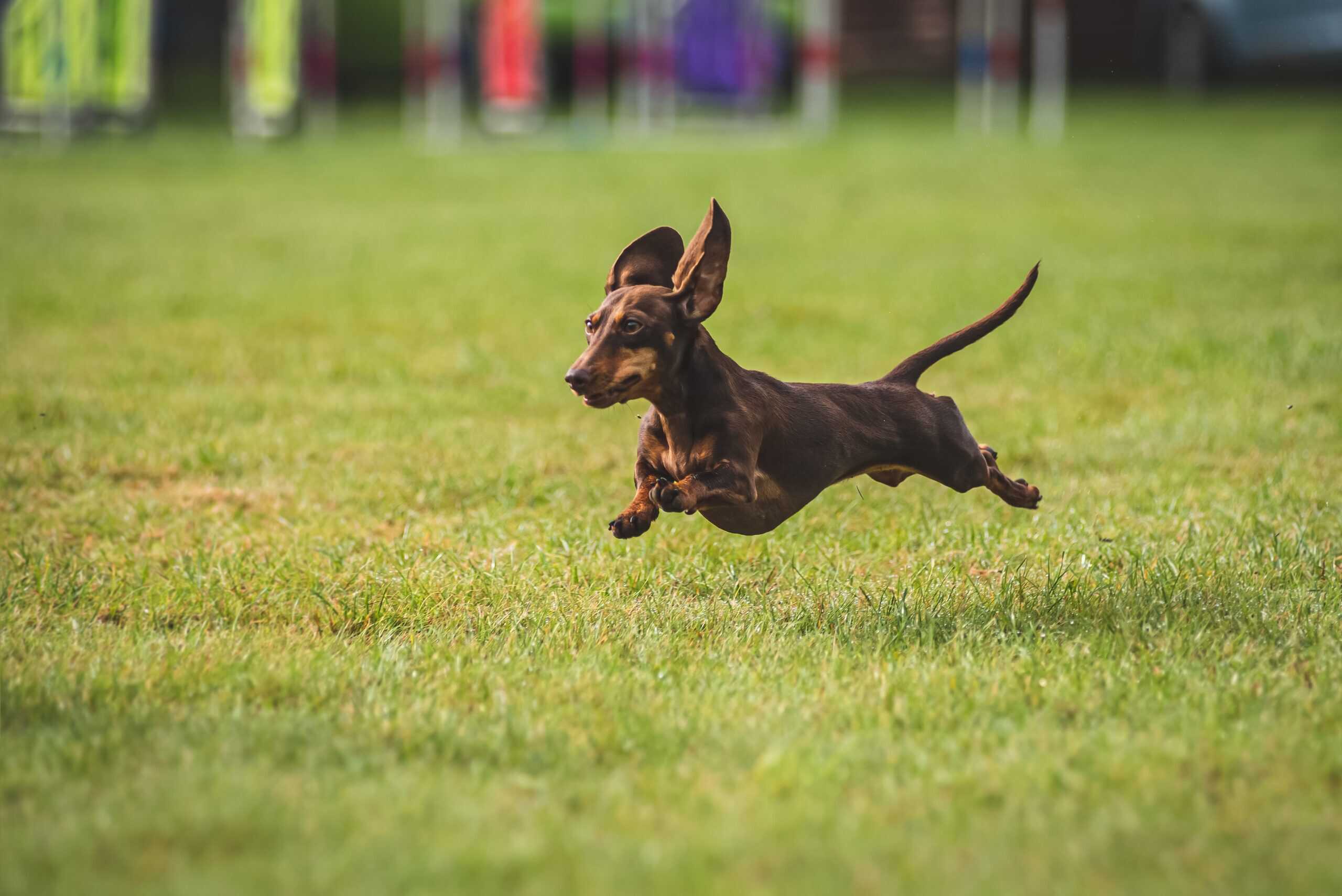 Dachshund