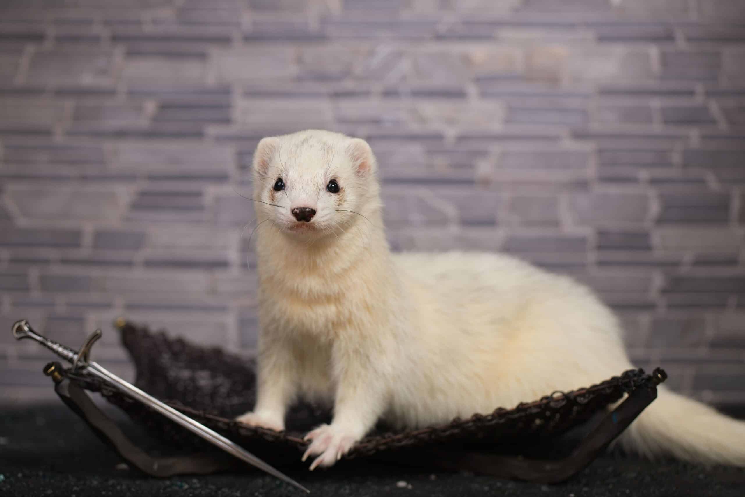 Dark-Eyed White Ferret