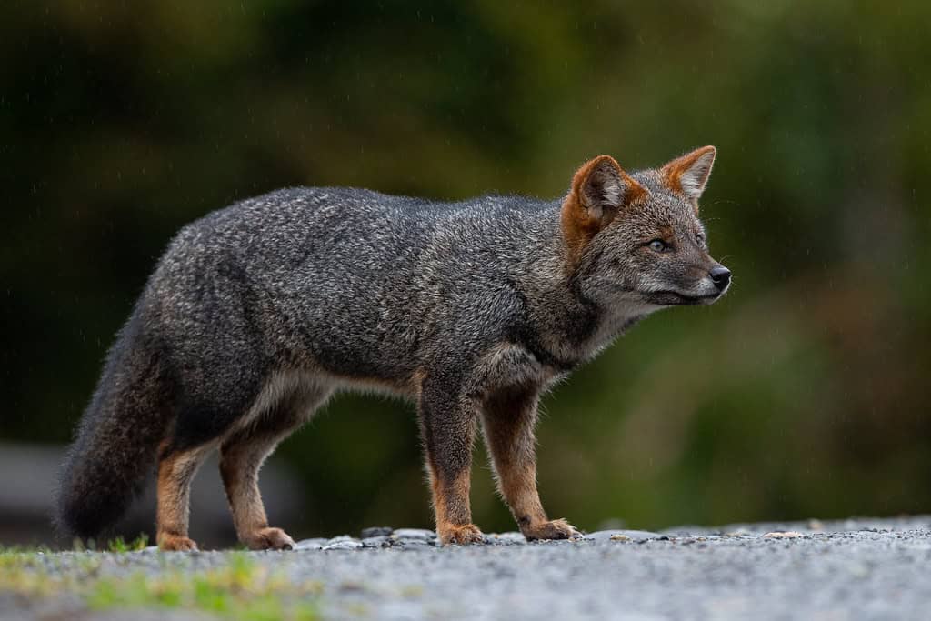 Darwin's Fox (Lycalopex fulvipes)