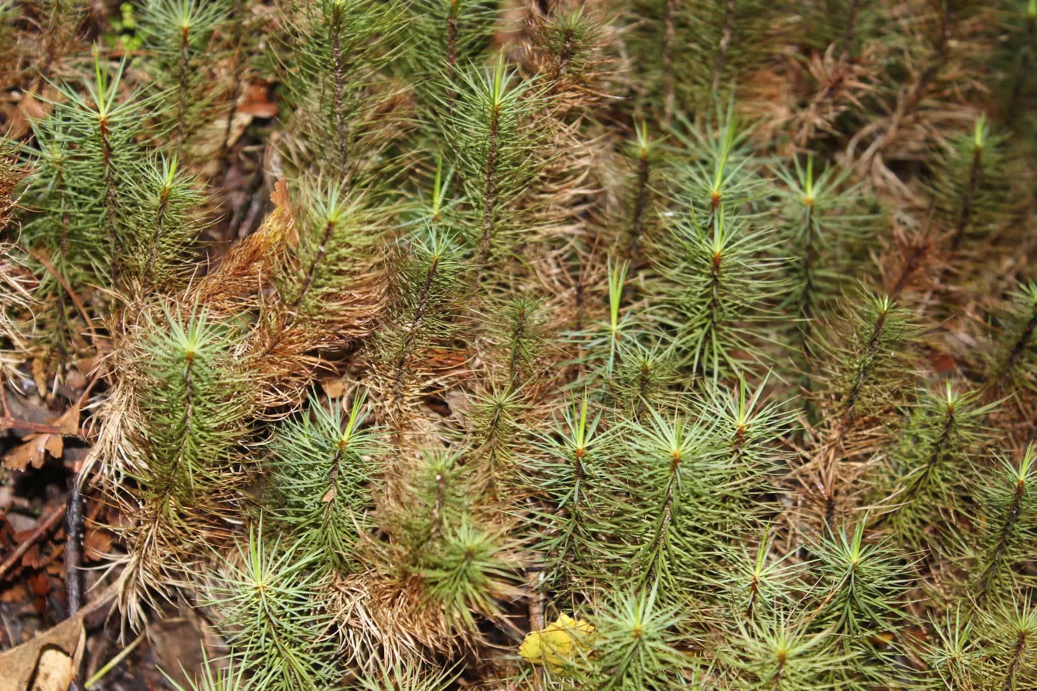 Dawsonia superba (Giant Dawsonia)