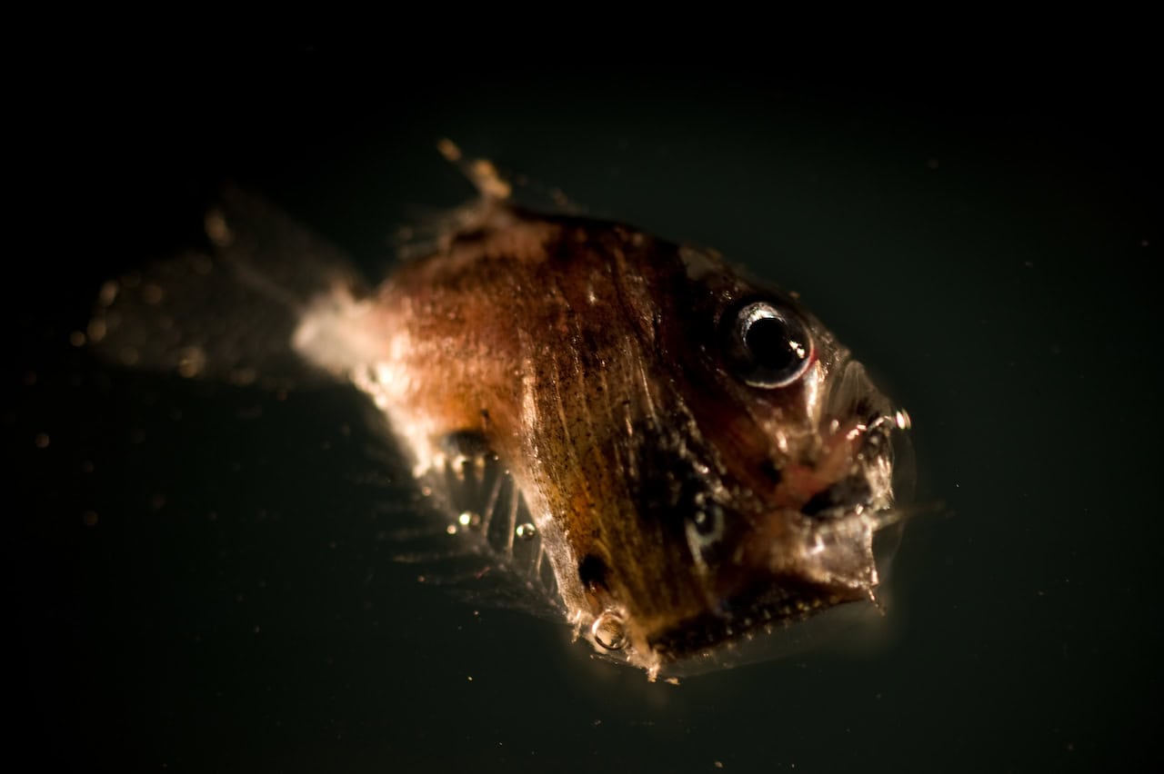 Deep-Sea Hatchetfish