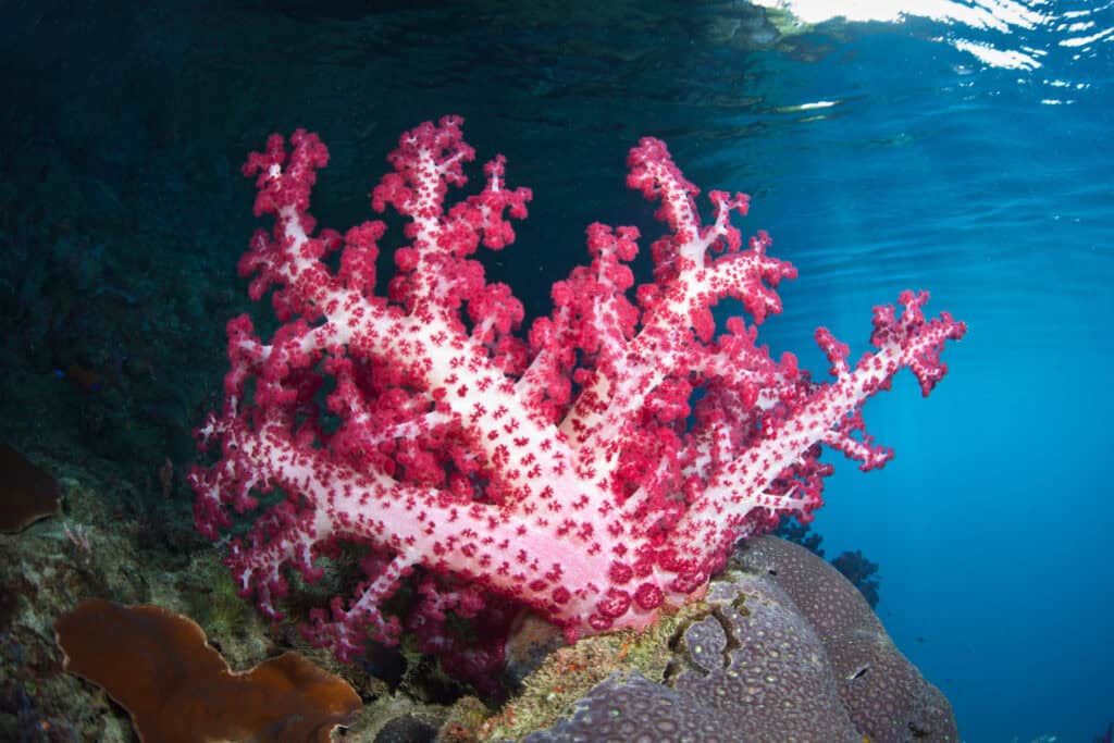 Dendronephthya Coral