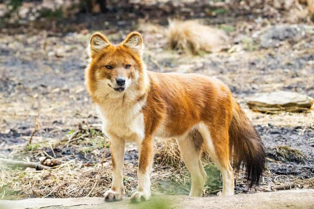 Dhole (Cuon alpinus)