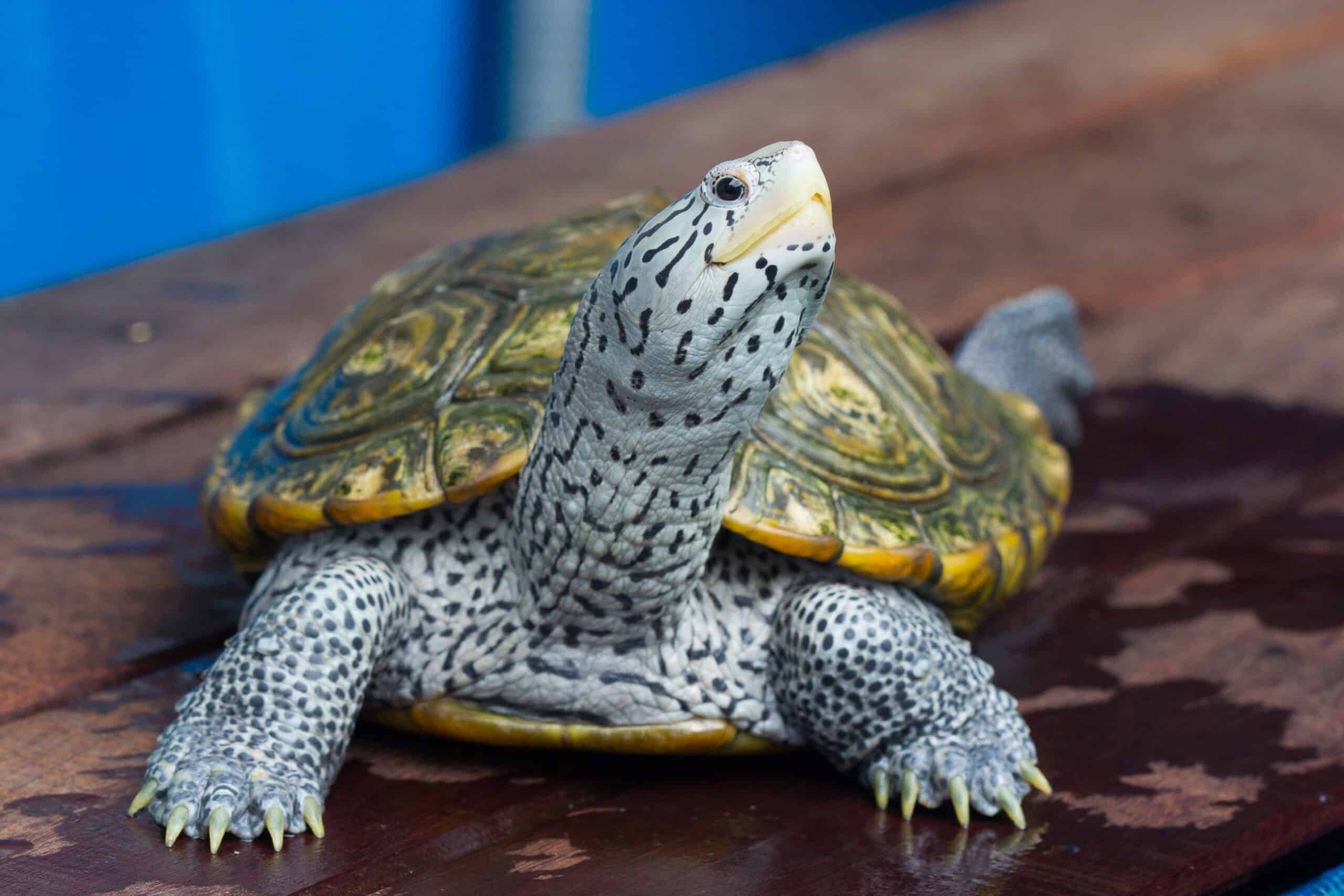 Diamondback Terrapin (Malaclemys terrapin)