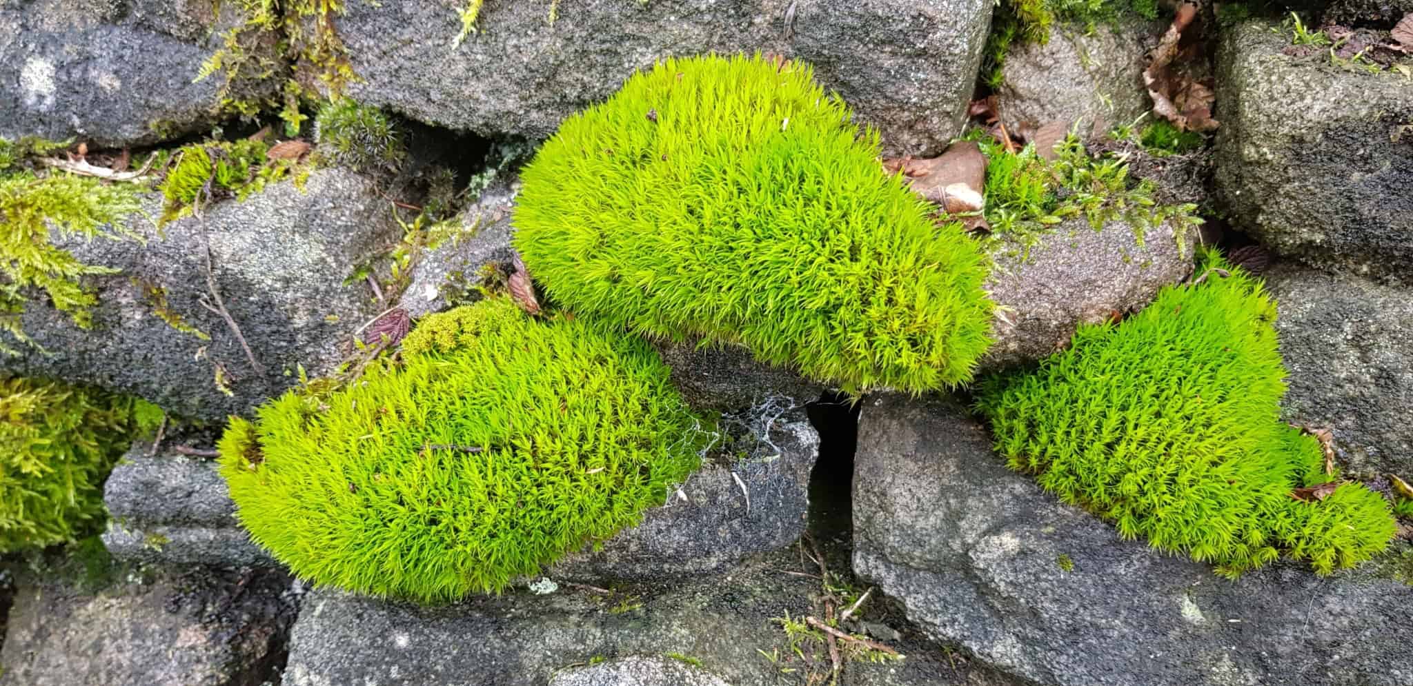 Dicranum scoparium (Broom Forkmoss)