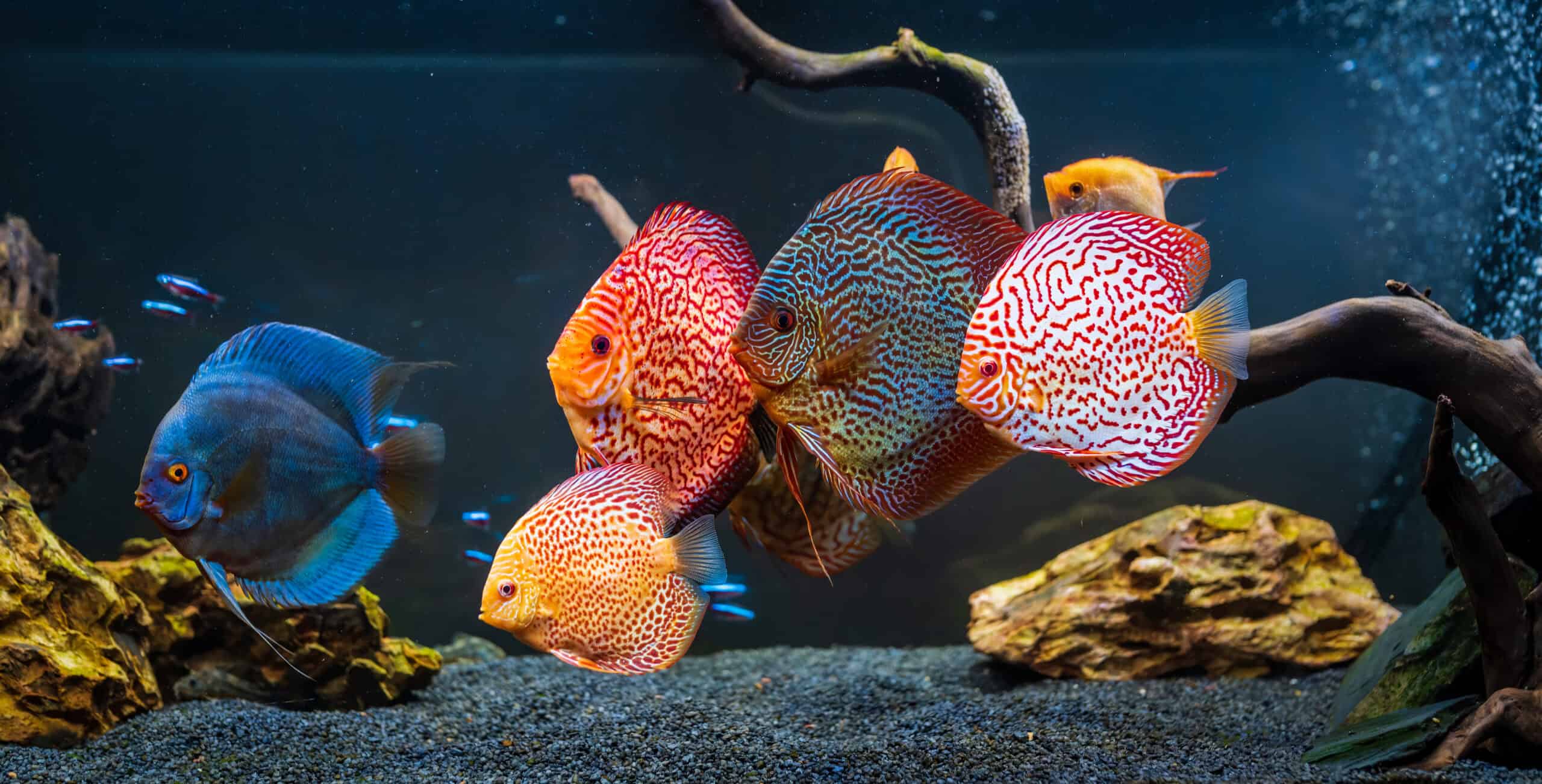 Discus Fish