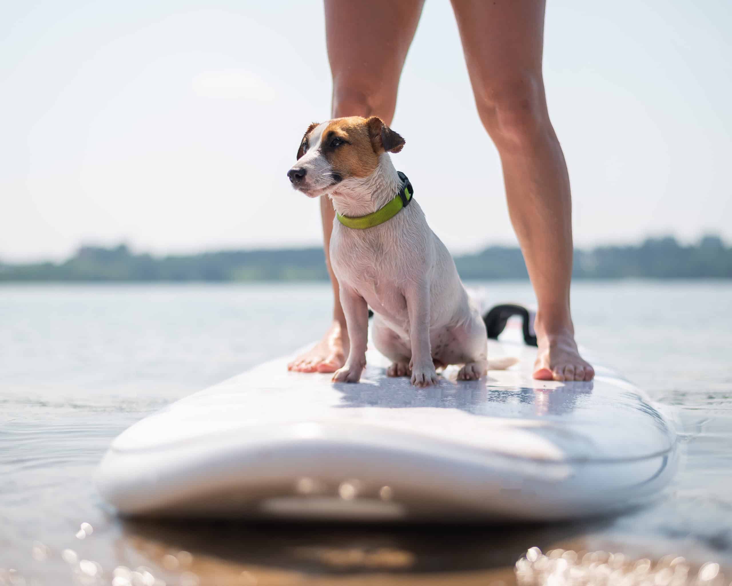 Dog Surfing