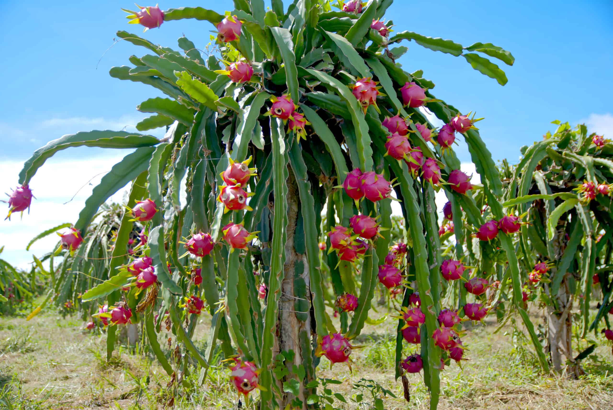 Dragon Fruit Cactus